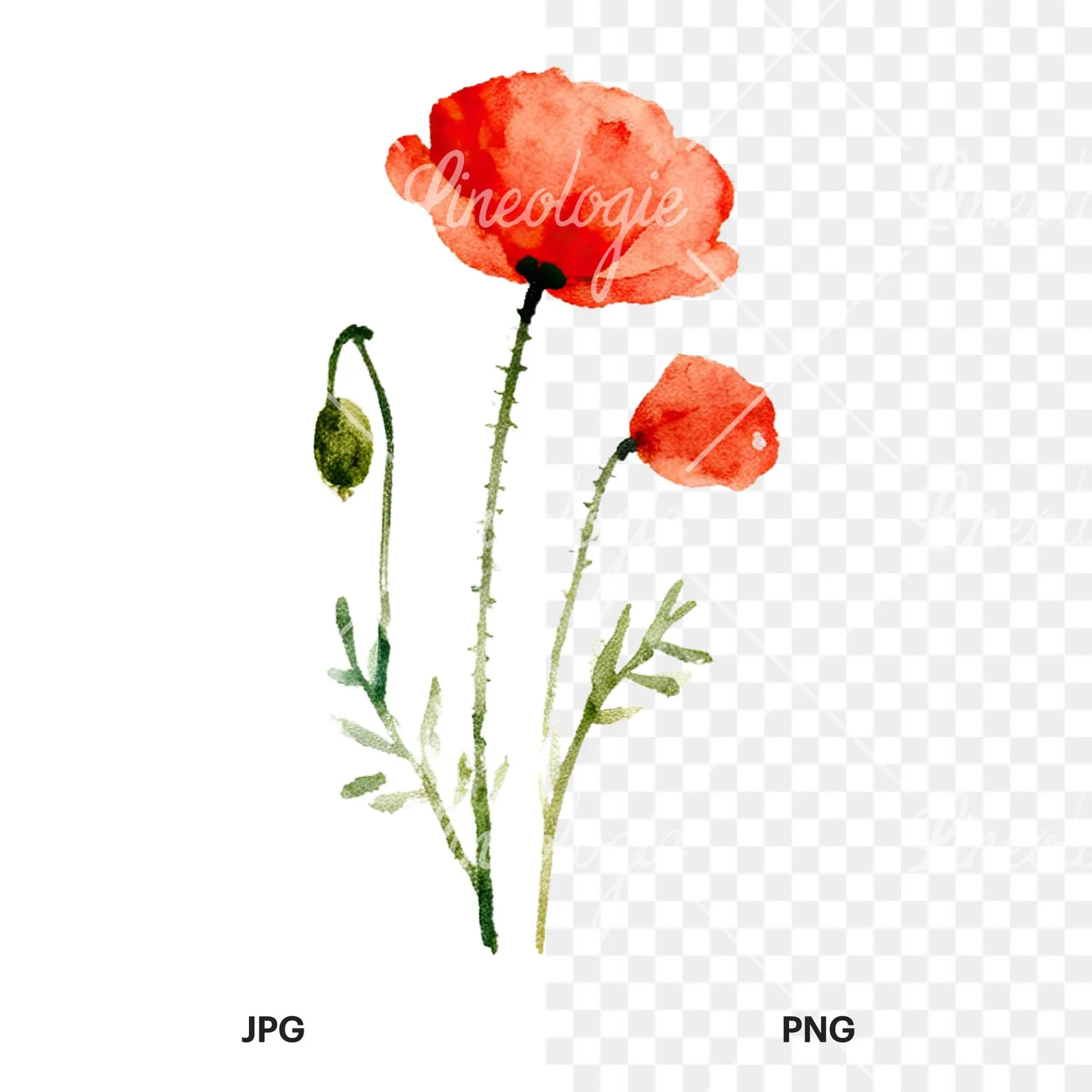 Watercolor summer meadow flower with clover clipart 9 of 16, as a JPG on white and a transparent PNG