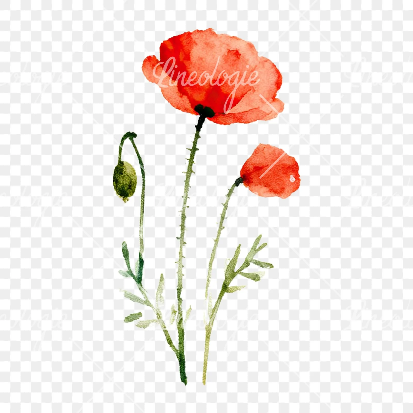 Watercolor summer meadow flower with clover clipart 9 of 16 on a transparent background (PNG)