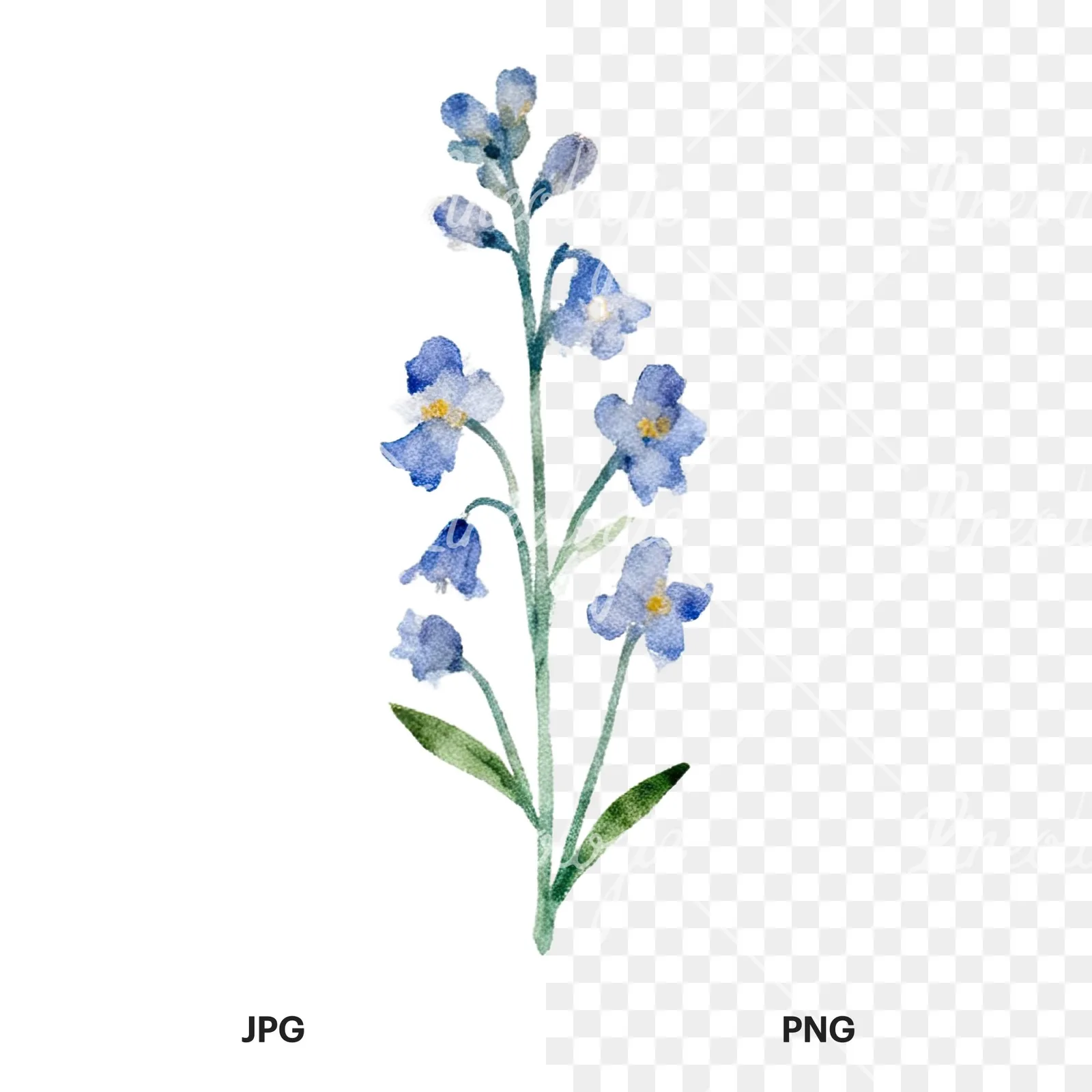 Watercolor summer meadow flower with clover clipart 10 of 16, as a JPG on white and a transparent PNG