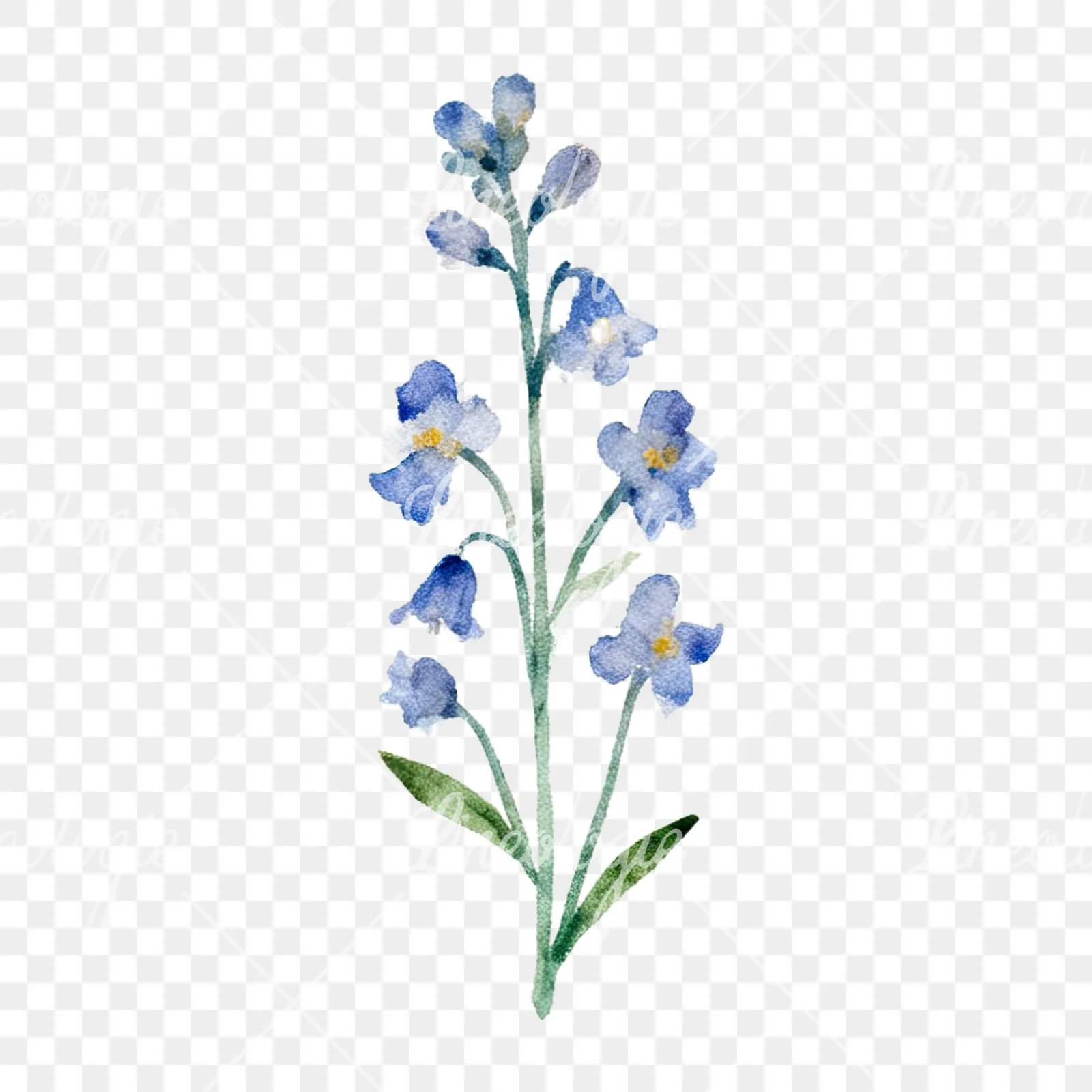 Watercolor summer meadow flower with clover clipart 10 of 16 on a transparent background (PNG)