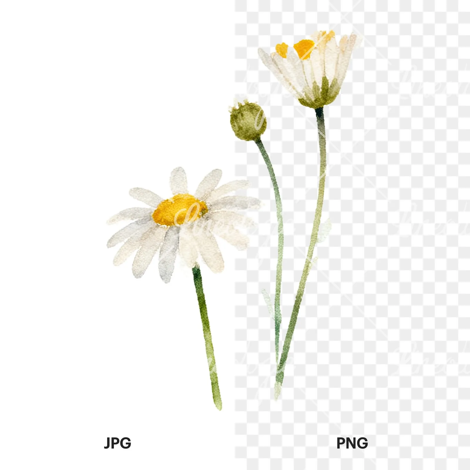 Watercolor summer meadow flower with clover clipart 11 of 16, as a JPG on white and a transparent PNG