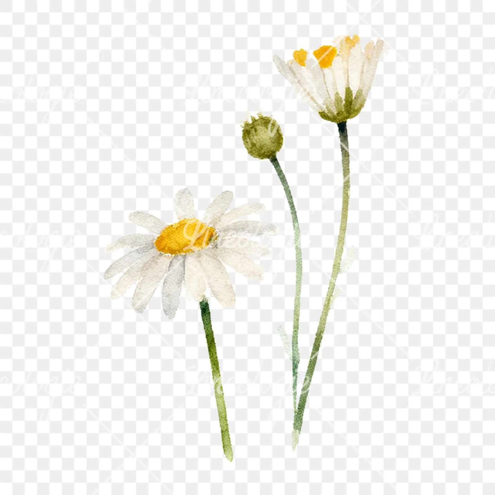 Watercolor summer meadow flower with clover clipart 11 of 16 on a transparent background (PNG)