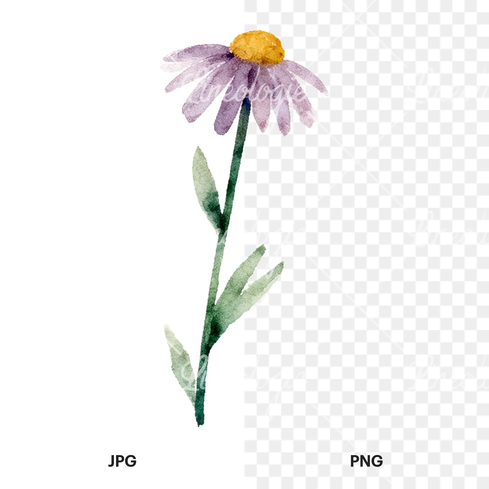 Watercolor summer meadow flower with clover clipart 12 of 16, as a JPG on white and a transparent PNG