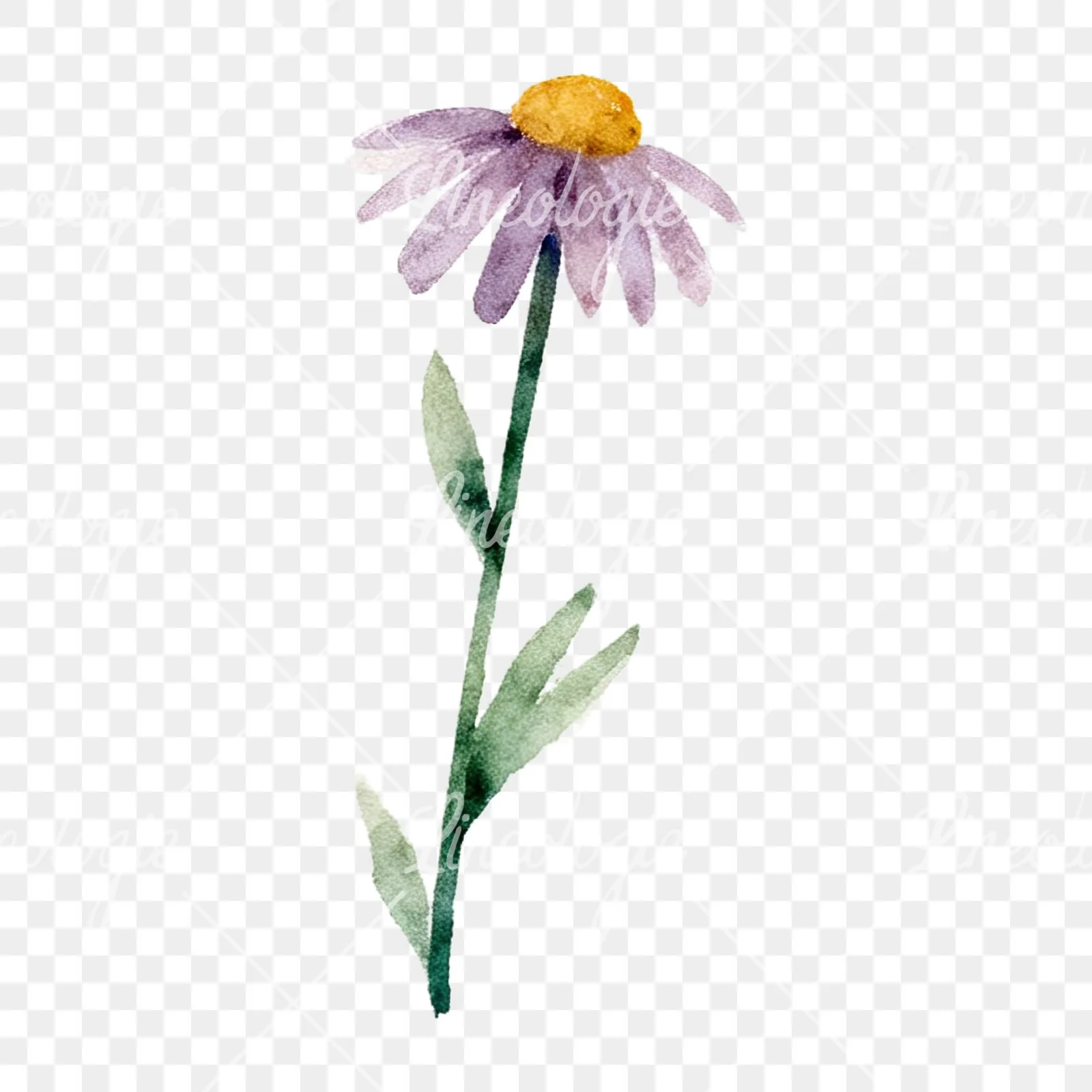 Watercolor summer meadow flower with clover clipart 12 of 16 on a transparent background (PNG)