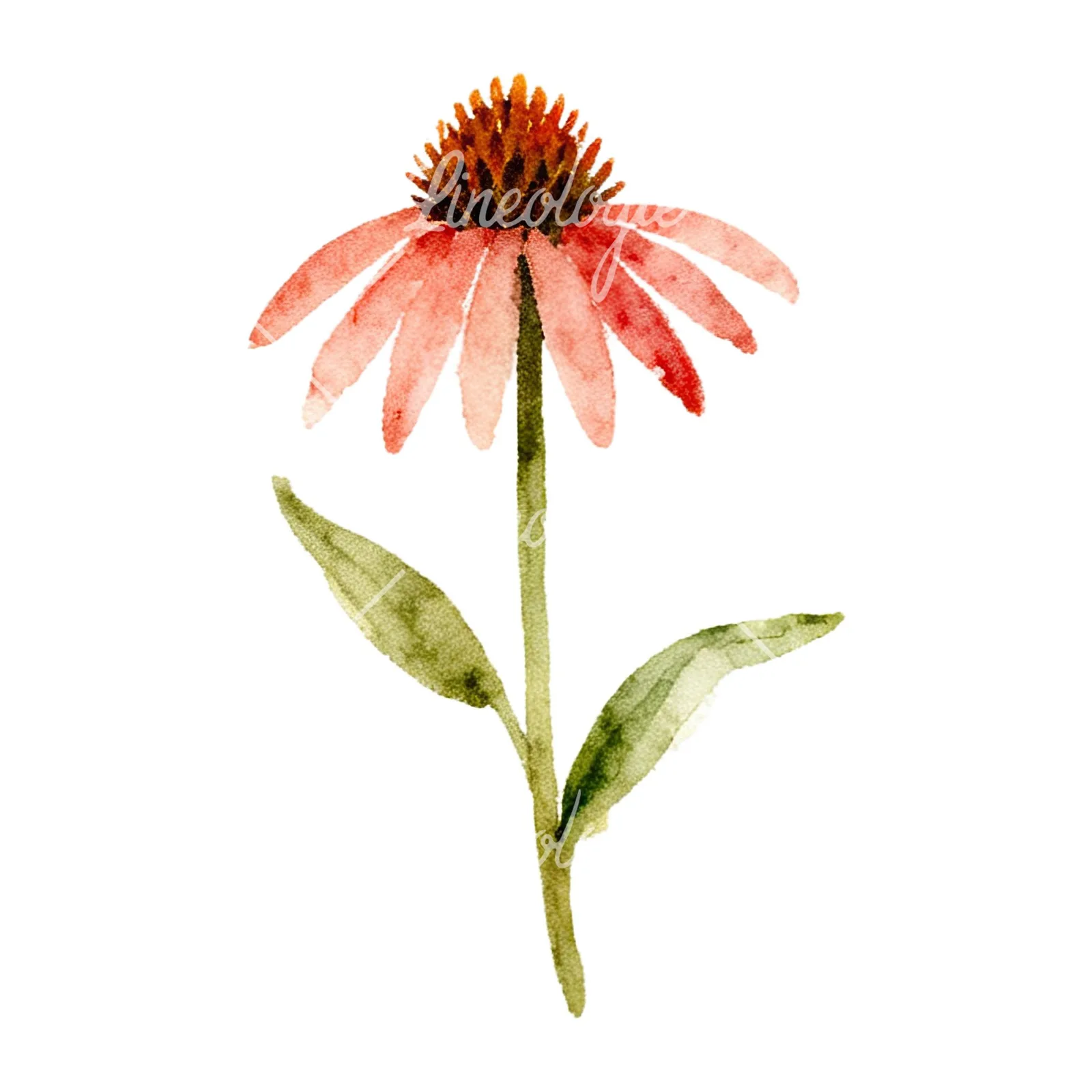 Watercolor summer meadow flower with clover clipart 13 of 16 on a white background (JPG)