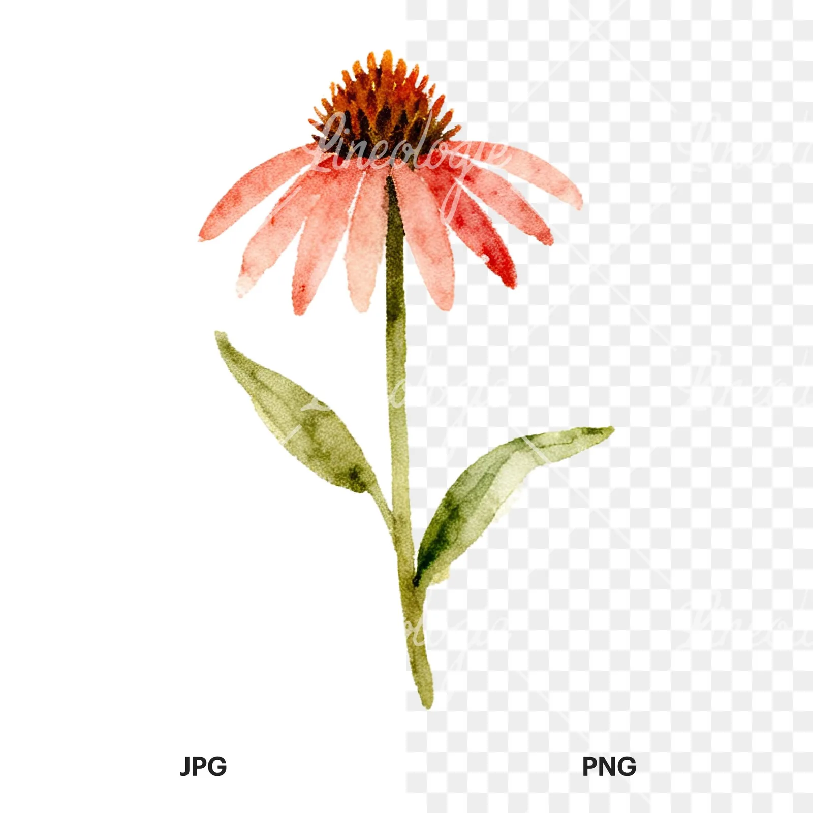 Watercolor summer meadow flower with clover clipart 13 of 16, as a JPG on white and a transparent PNG
