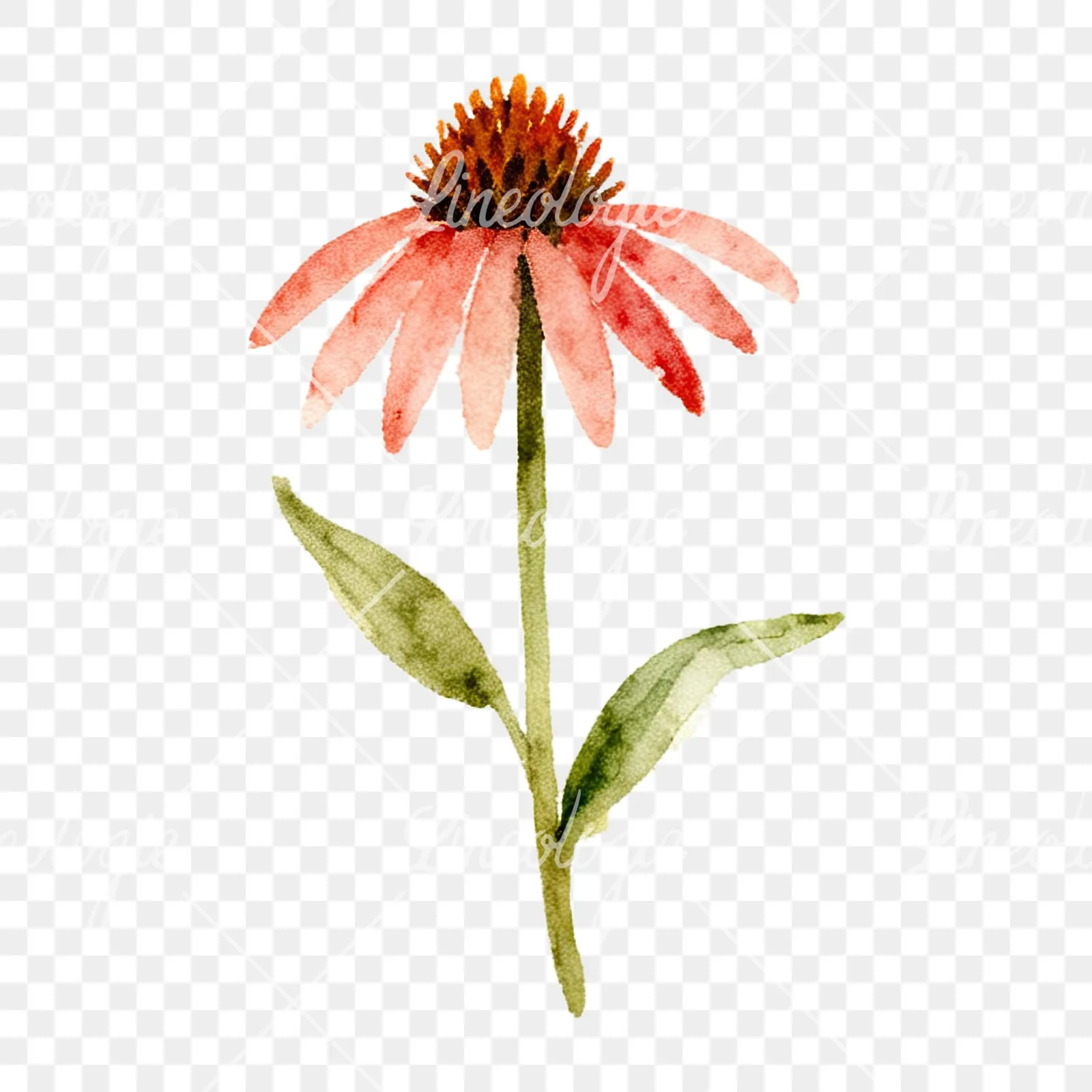 Watercolor summer meadow flower with clover clipart 13 of 16 on a transparent background (PNG)