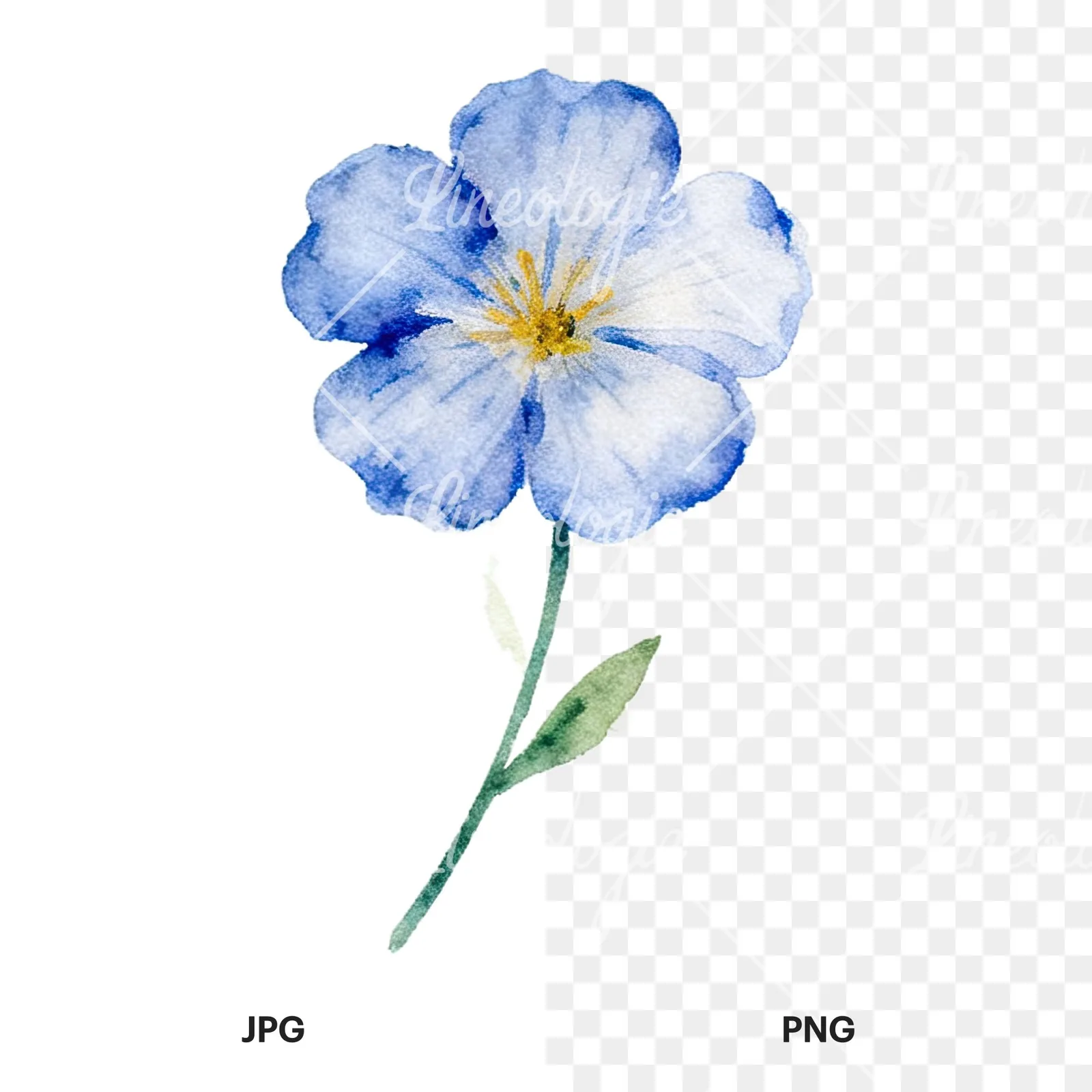Watercolor summer meadow flower with clover clipart 14 of 16, as a JPG on white and a transparent PNG