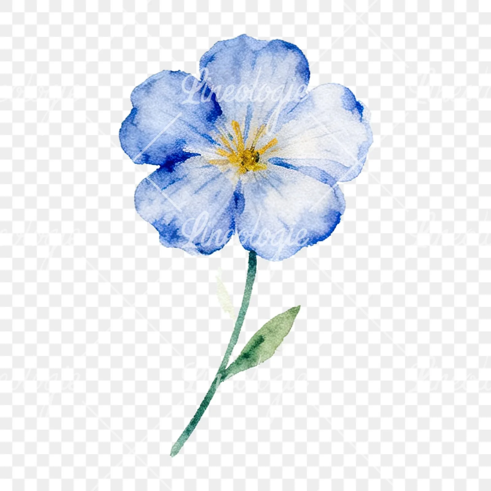 Watercolor summer meadow flower with clover clipart 14 of 16 on a transparent background (PNG)