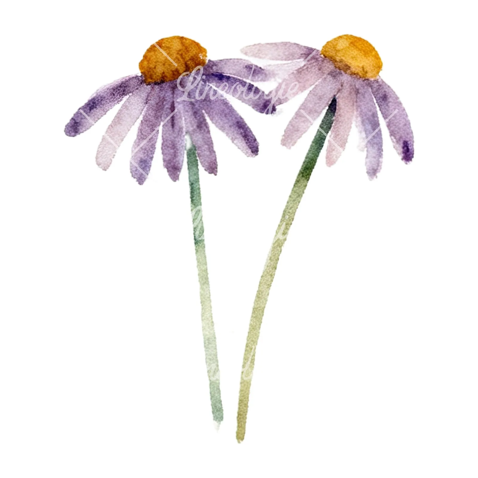 Watercolor summer meadow flower with clover clipart 16 of 16 on a white background (JPG)
