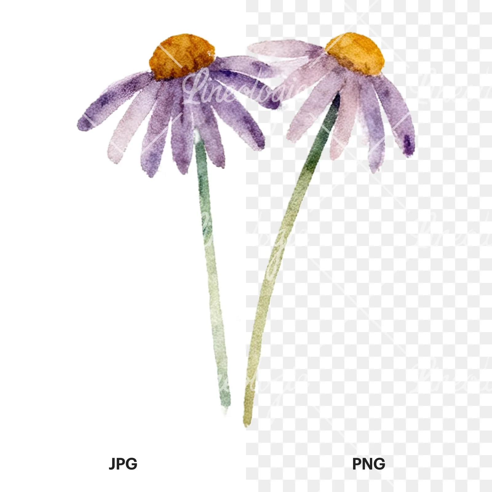 Watercolor summer meadow flower with clover clipart 16 of 16, as a JPG on white and a transparent PNG