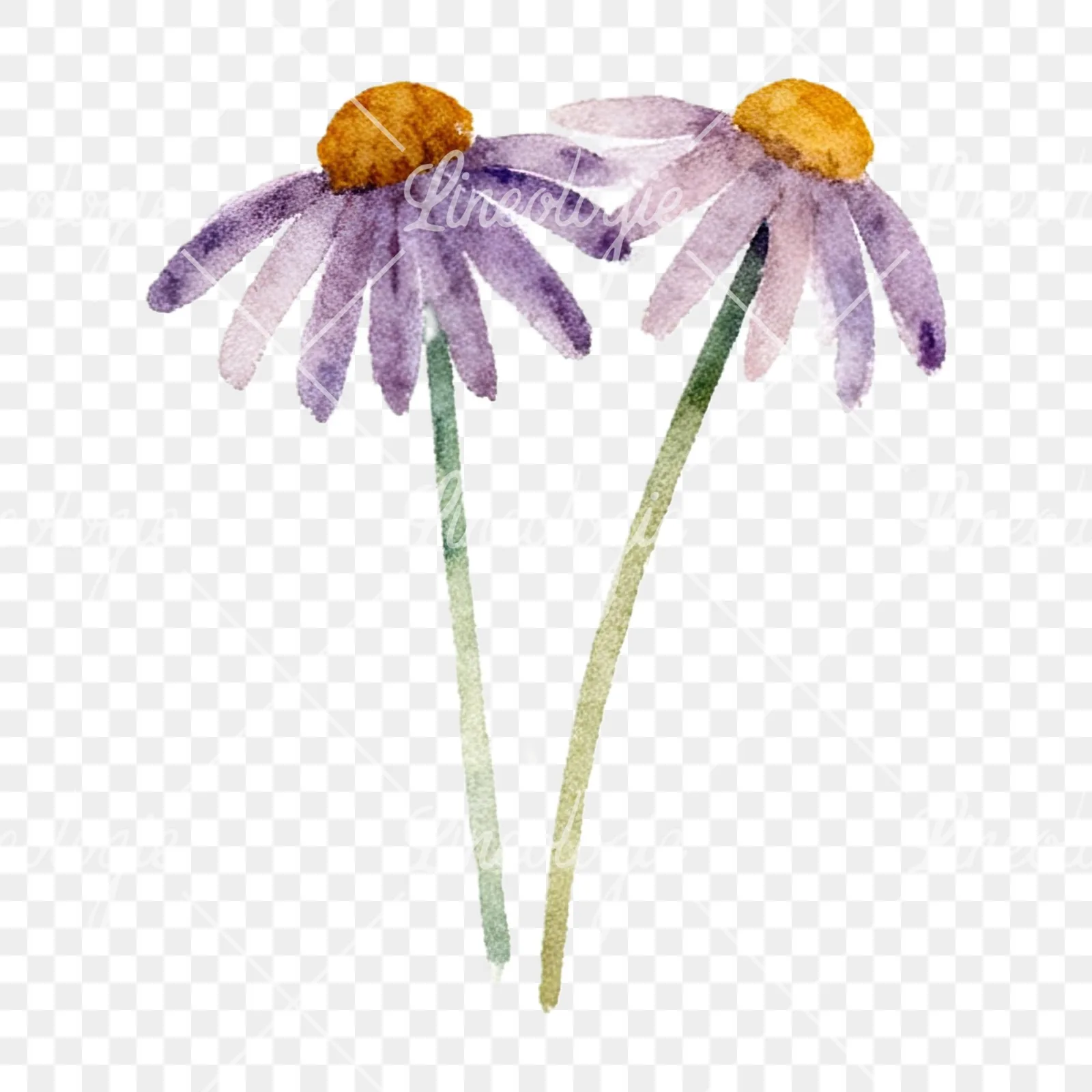 Watercolor summer meadow flower with clover clipart 16 of 16 on a transparent background (PNG)