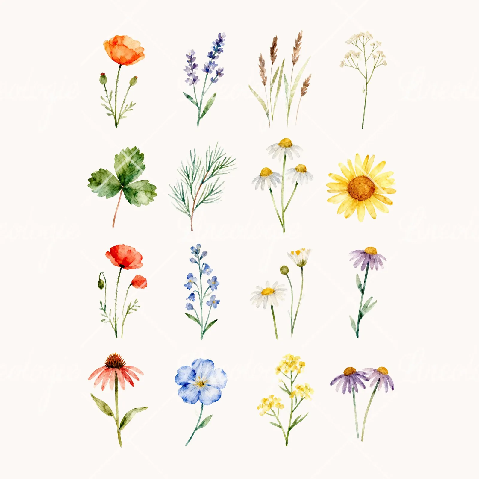 Watercolor Summer Meadow Flower with Clover Clipart, all 16 illustrations in the pack
