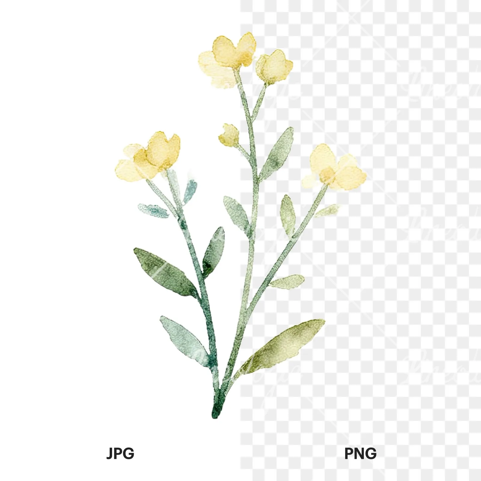 Watercolor summer meadow flower mix clipart 2 of 20, as a JPG on white and a transparent PNG