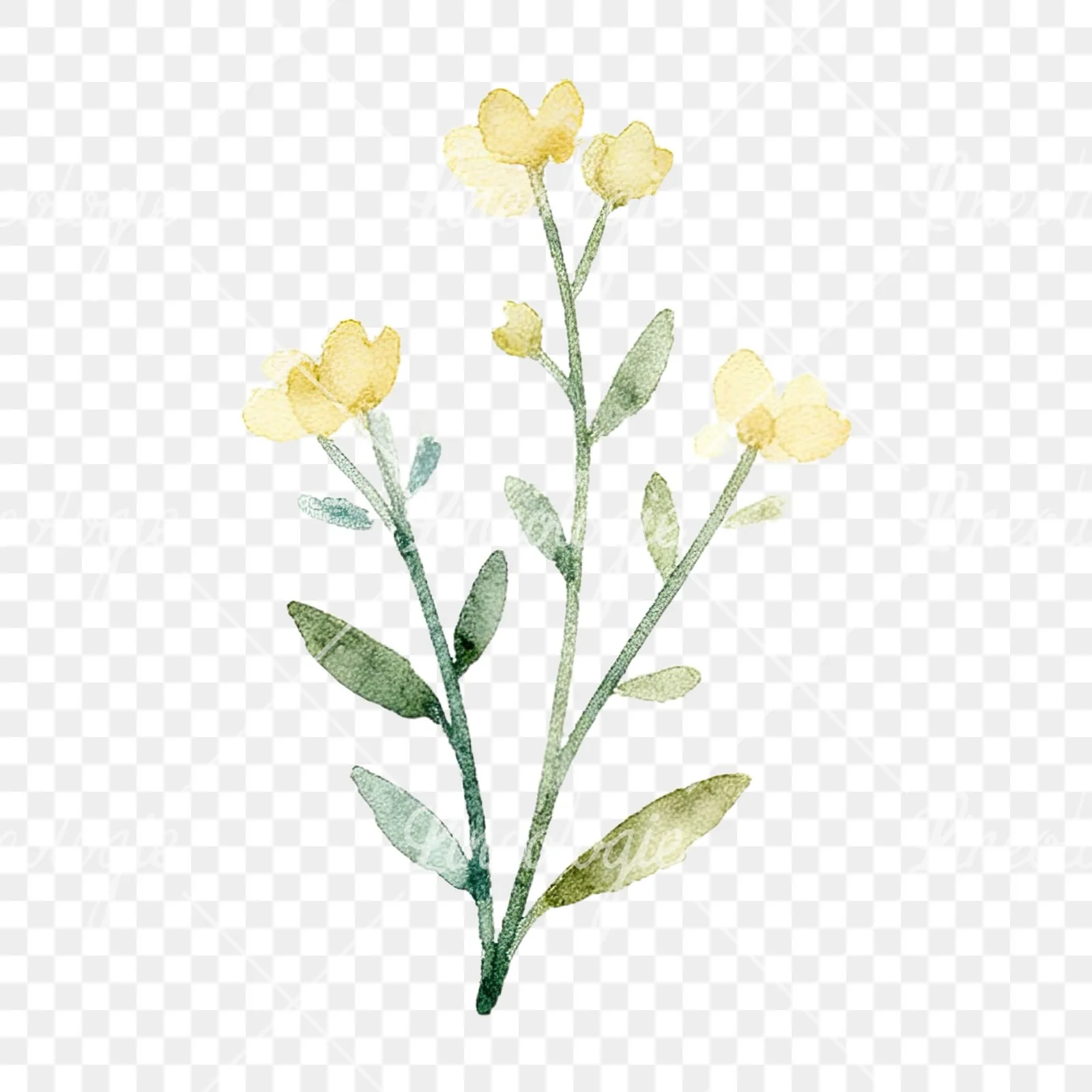 Watercolor summer meadow flower mix clipart 2 of 20 on a transparent background (PNG)