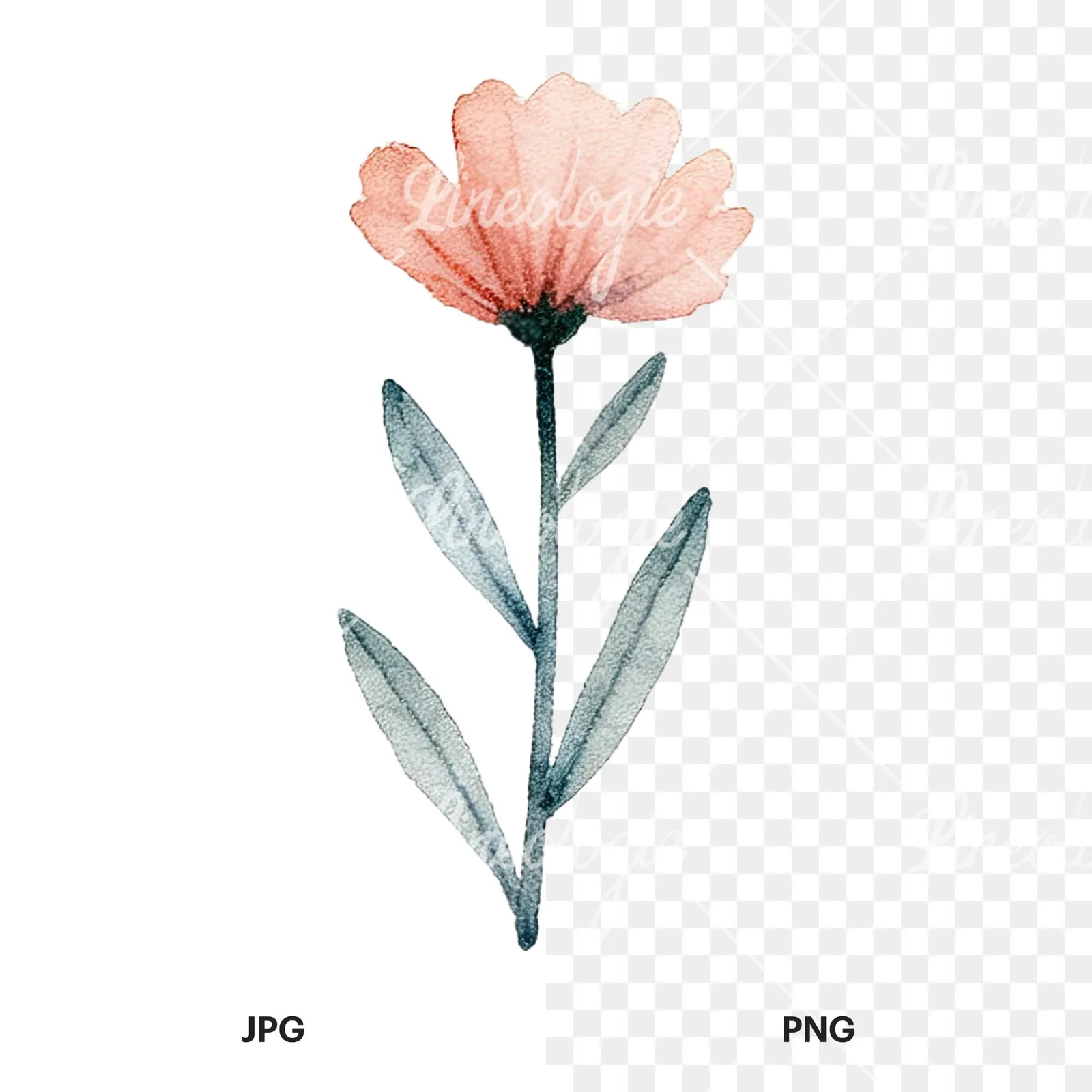 Watercolor summer meadow flower mix clipart 3 of 20, as a JPG on white and a transparent PNG