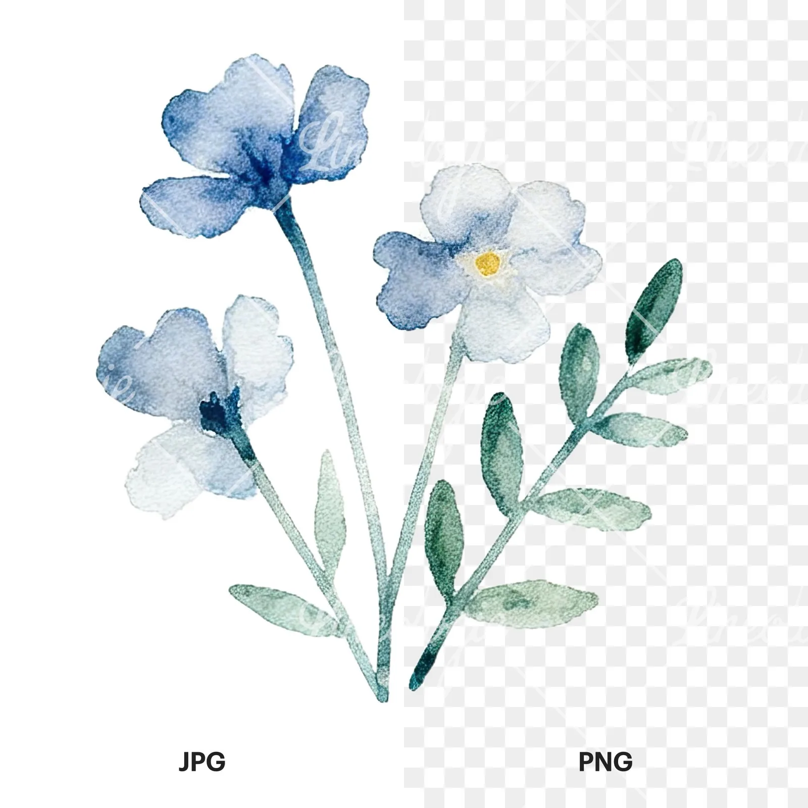Watercolor summer meadow flower mix clipart 5 of 20, as a JPG on white and a transparent PNG