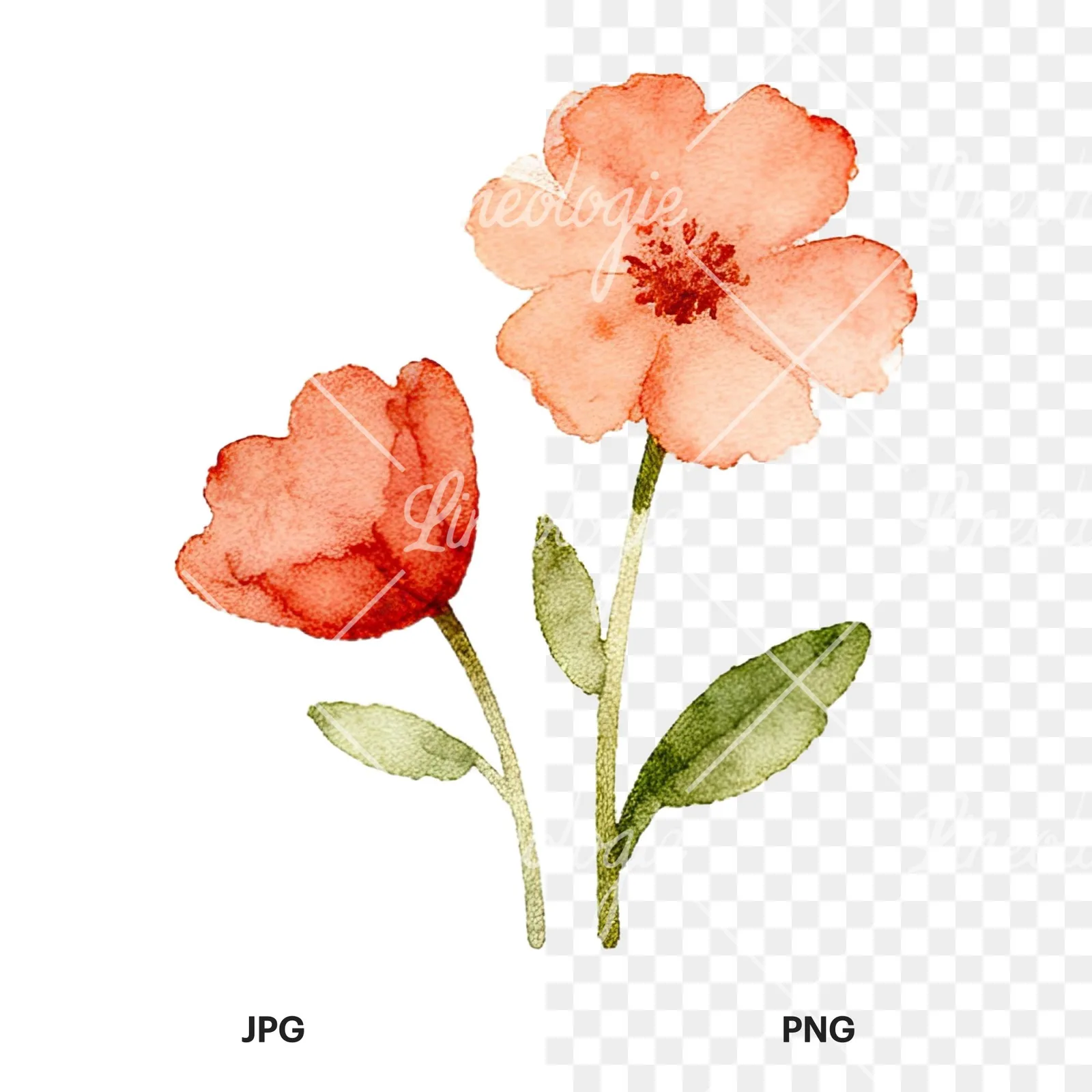 Watercolor summer meadow flower mix clipart 6 of 20, as a JPG on white and a transparent PNG