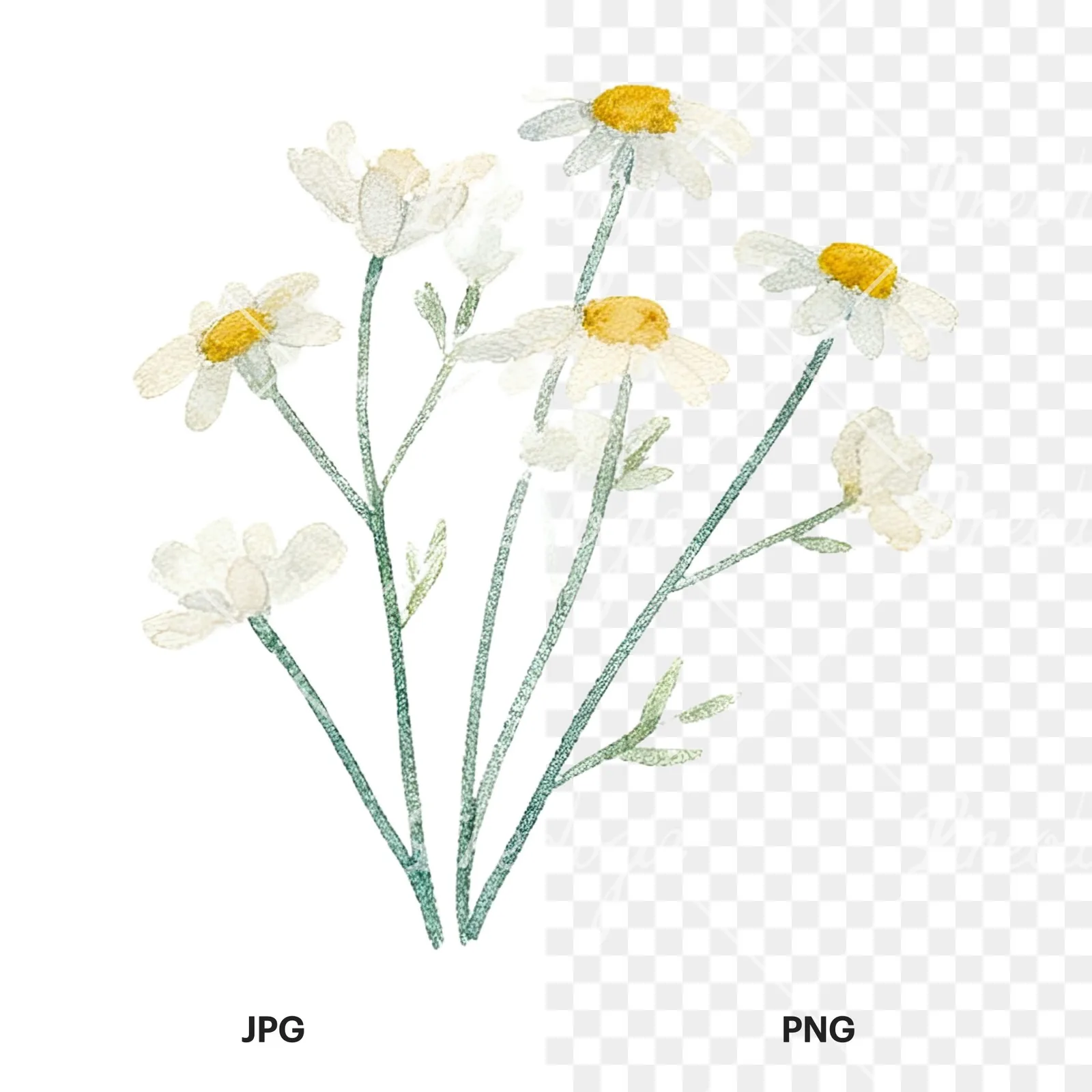 Watercolor summer meadow flower mix clipart 7 of 20, as a JPG on white and a transparent PNG