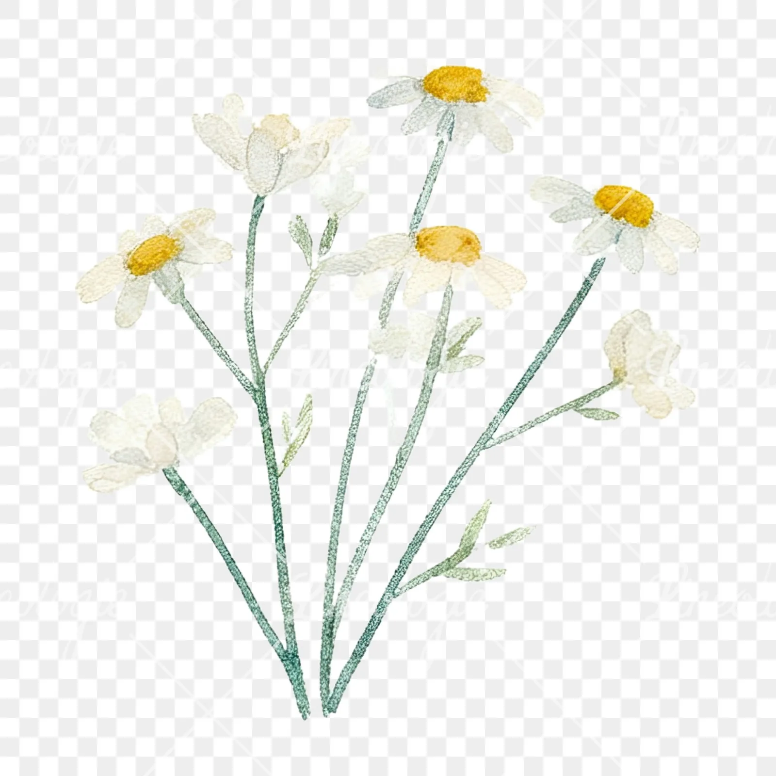 Watercolor summer meadow flower mix clipart 7 of 20 on a transparent background (PNG)