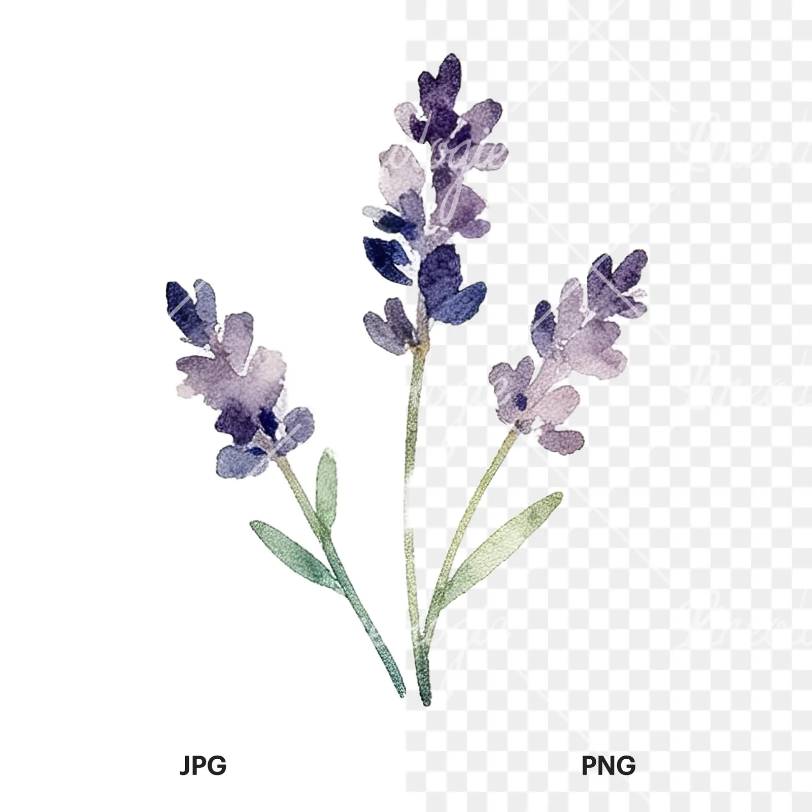 Watercolor summer meadow flower mix clipart 9 of 20, as a JPG on white and a transparent PNG
