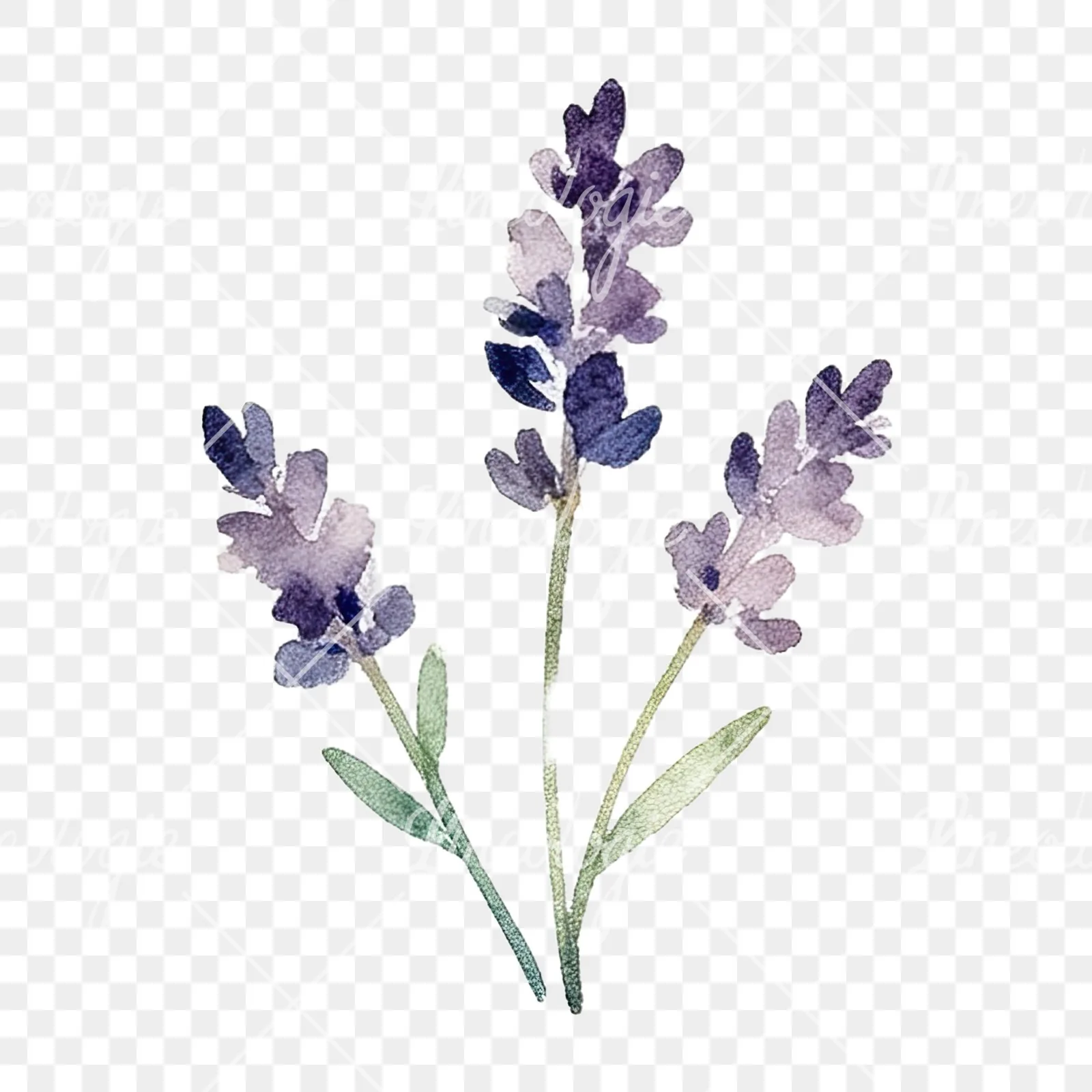 Watercolor summer meadow flower mix clipart 9 of 20 on a transparent background (PNG)