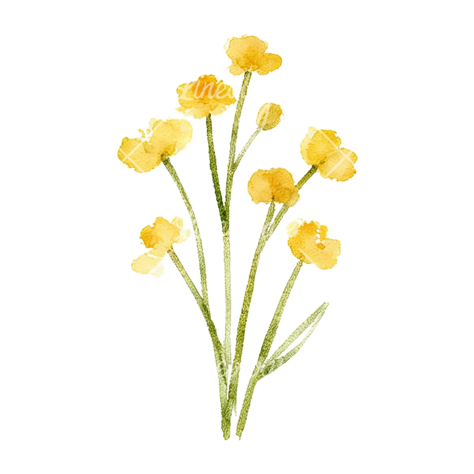 Watercolor summer meadow flower mix clipart 10 of 20 on a white background (JPG)