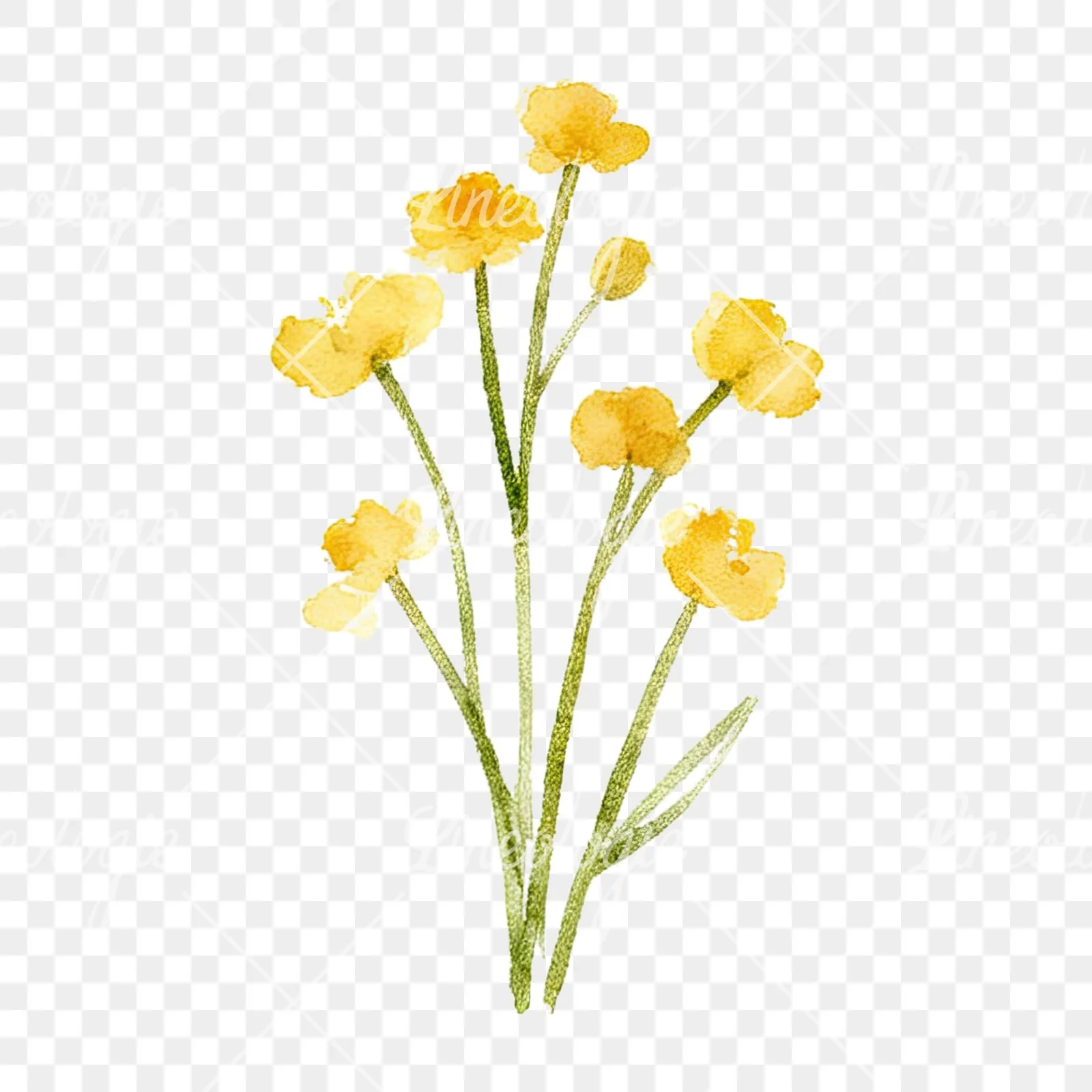 Watercolor summer meadow flower mix clipart 10 of 20 on a transparent background (PNG)