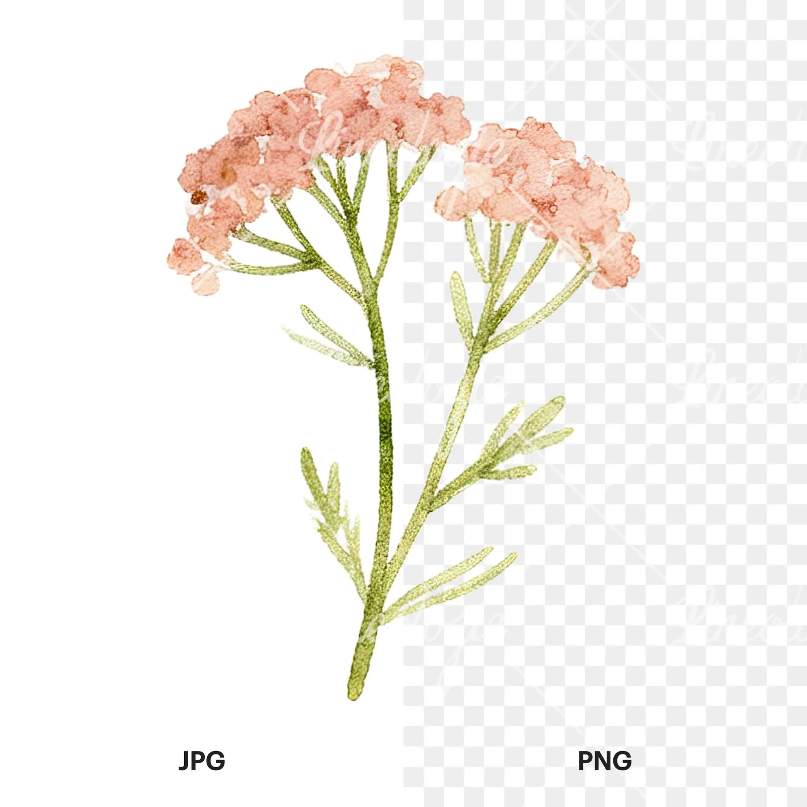 Watercolor summer meadow flower mix clipart 11 of 20, as a JPG on white and a transparent PNG