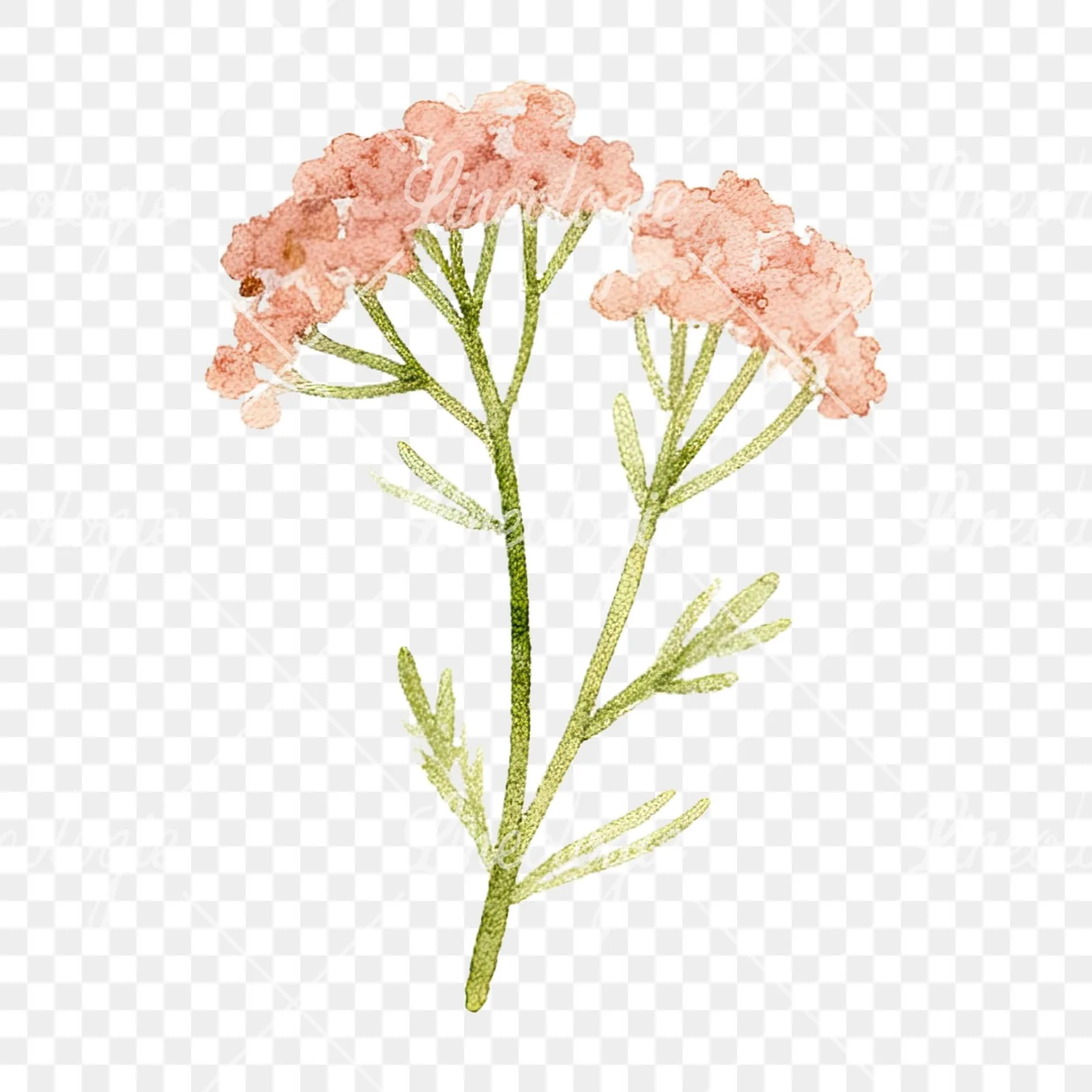 Watercolor summer meadow flower mix clipart 11 of 20 on a transparent background (PNG)