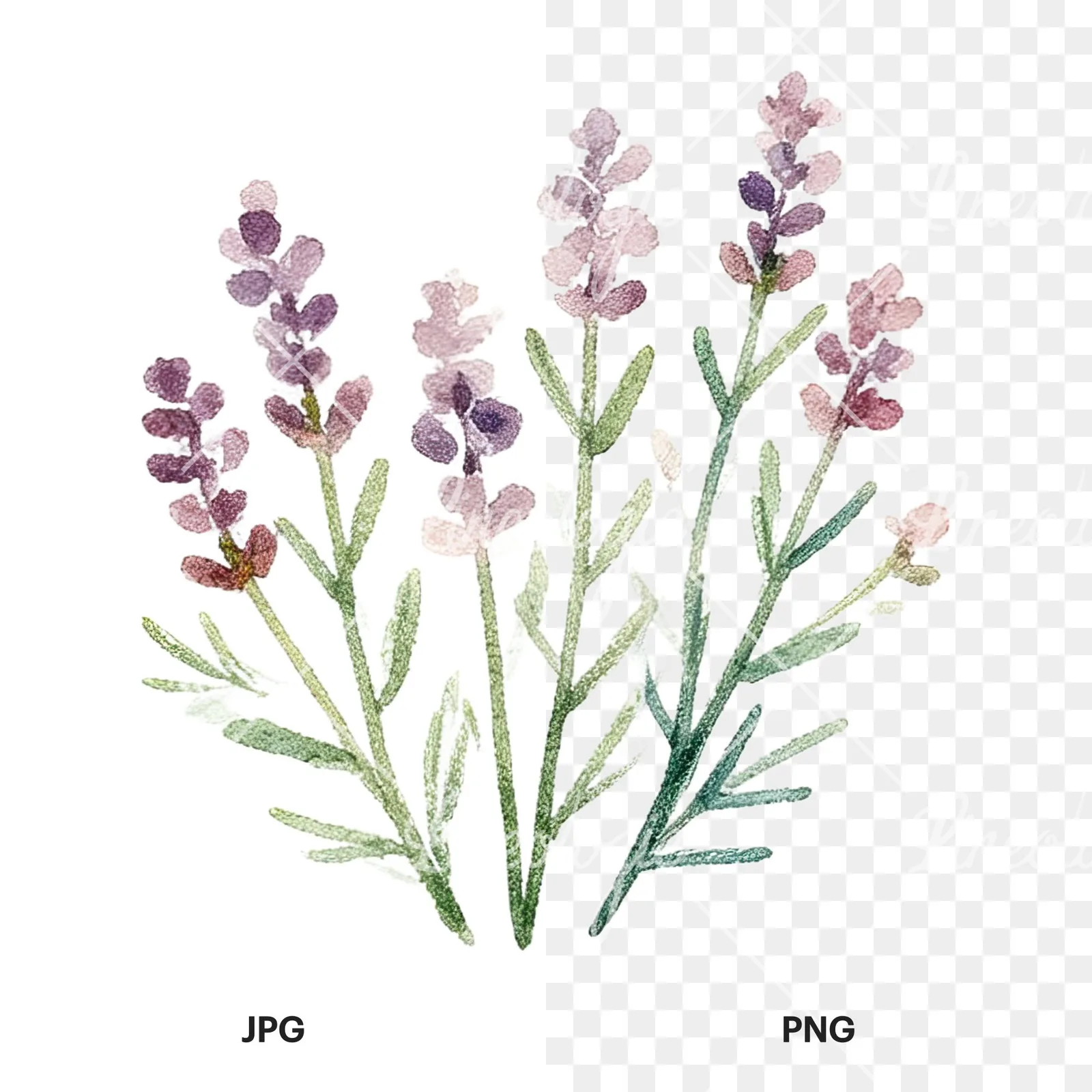 Watercolor summer meadow flower mix clipart 15 of 20, as a JPG on white and a transparent PNG