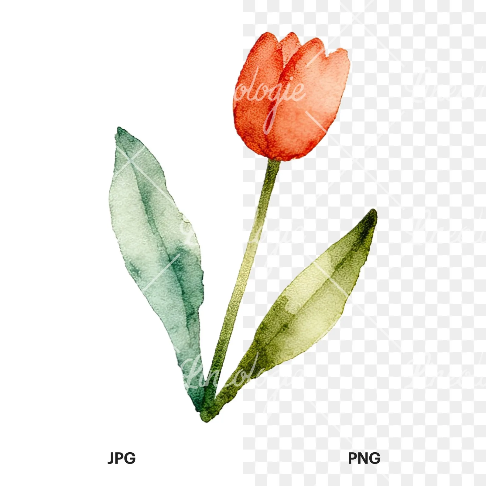 Watercolor summer meadow flower mix clipart 16 of 20, as a JPG on white and a transparent PNG
