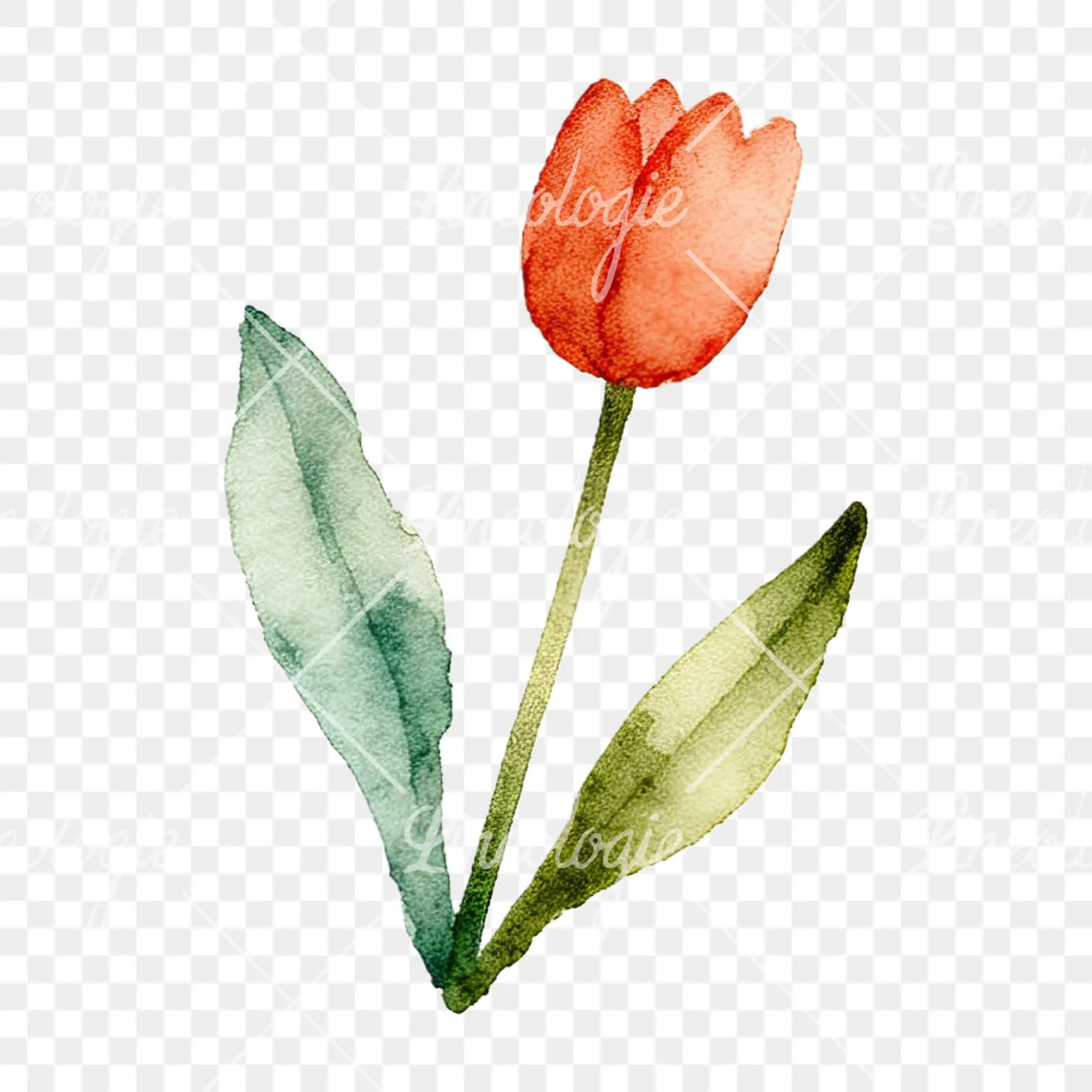 Watercolor summer meadow flower mix clipart 16 of 20 on a transparent background (PNG)