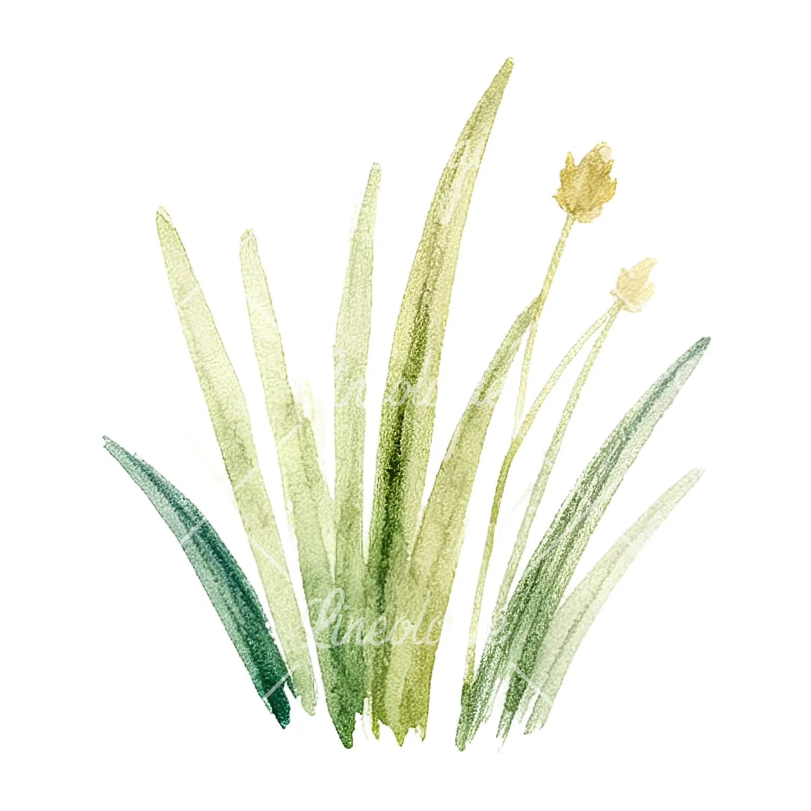 Watercolor summer meadow flower mix clipart 18 of 20 on a white background (JPG)