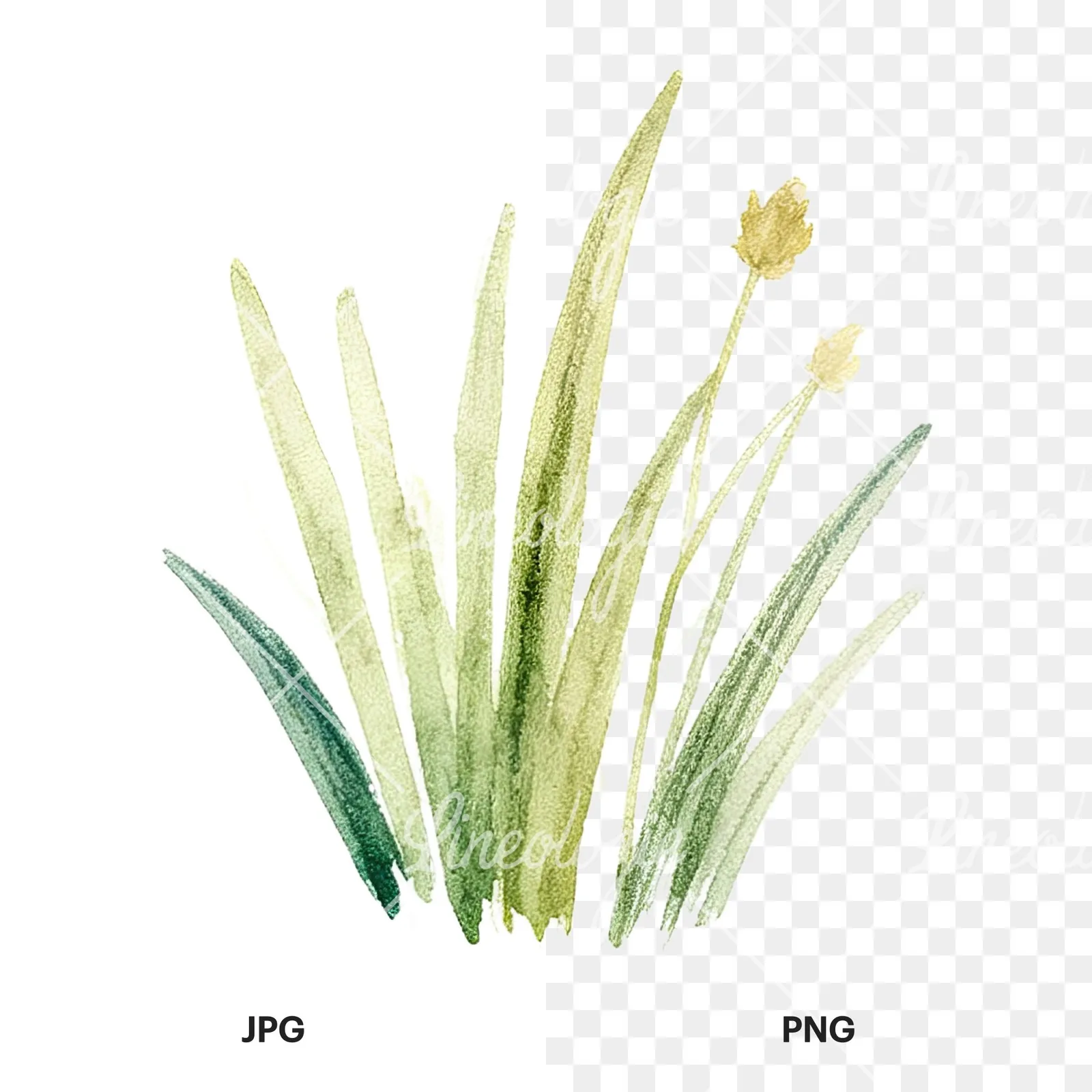 Watercolor summer meadow flower mix clipart 18 of 20, as a JPG on white and a transparent PNG