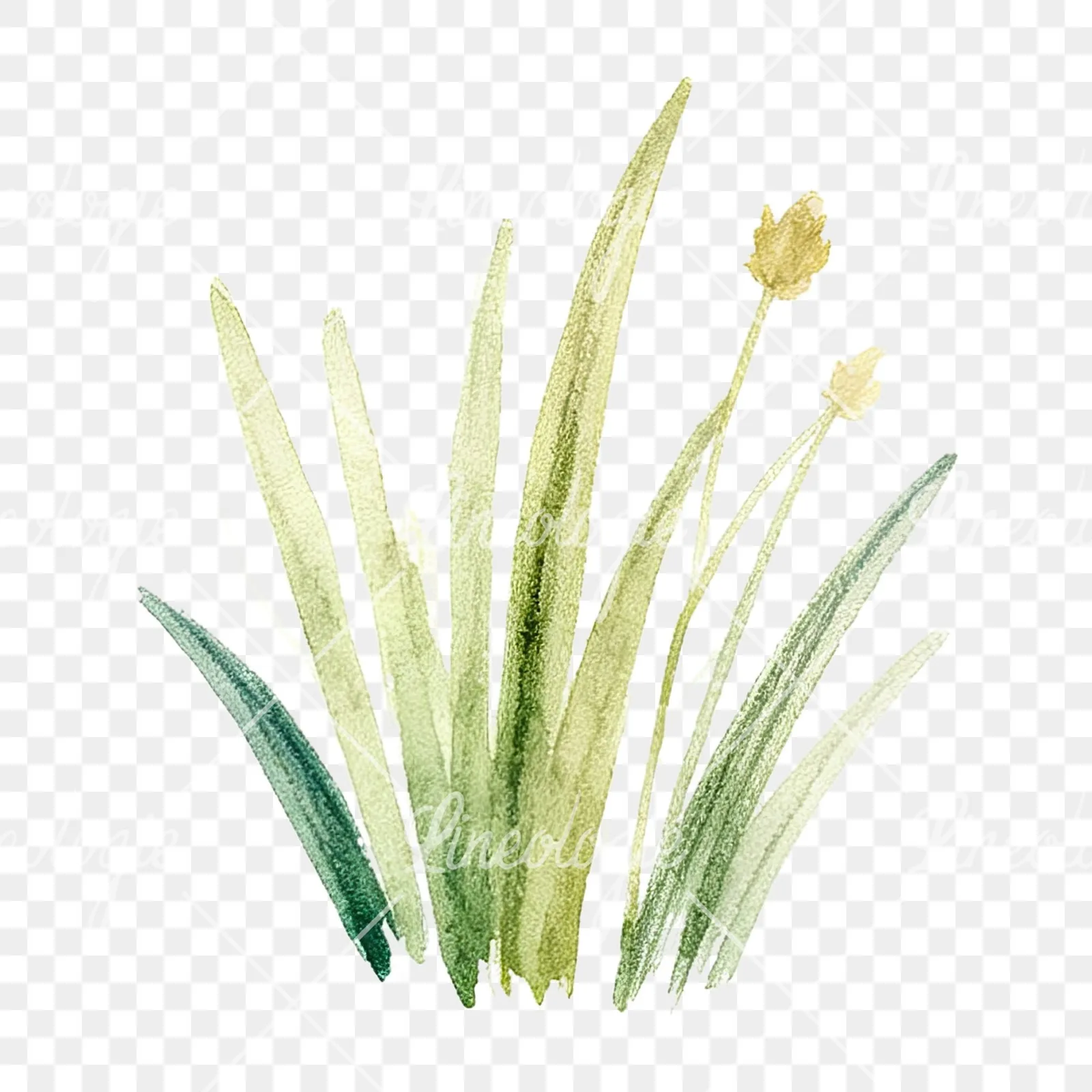 Watercolor summer meadow flower mix clipart 18 of 20 on a transparent background (PNG)