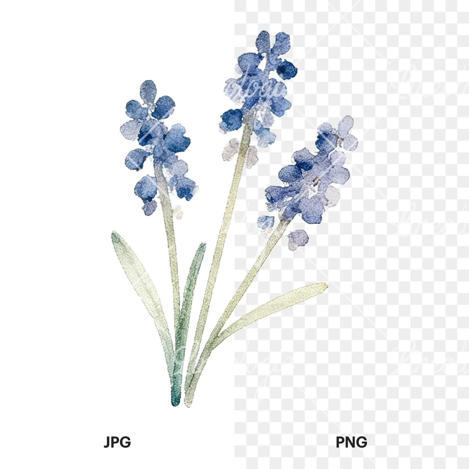 Watercolor summer meadow flower mix clipart 19 of 20, as a JPG on white and a transparent PNG