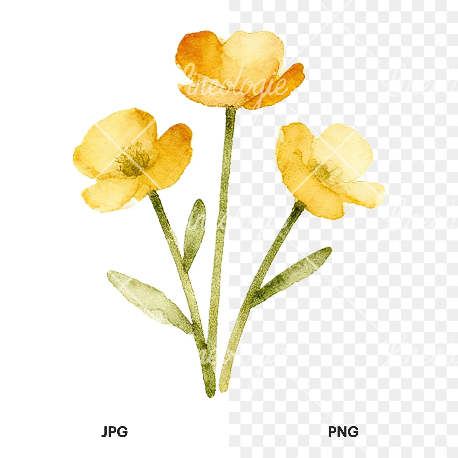 Watercolor summer meadow flower mix clipart 20 of 20, as a JPG on white and a transparent PNG