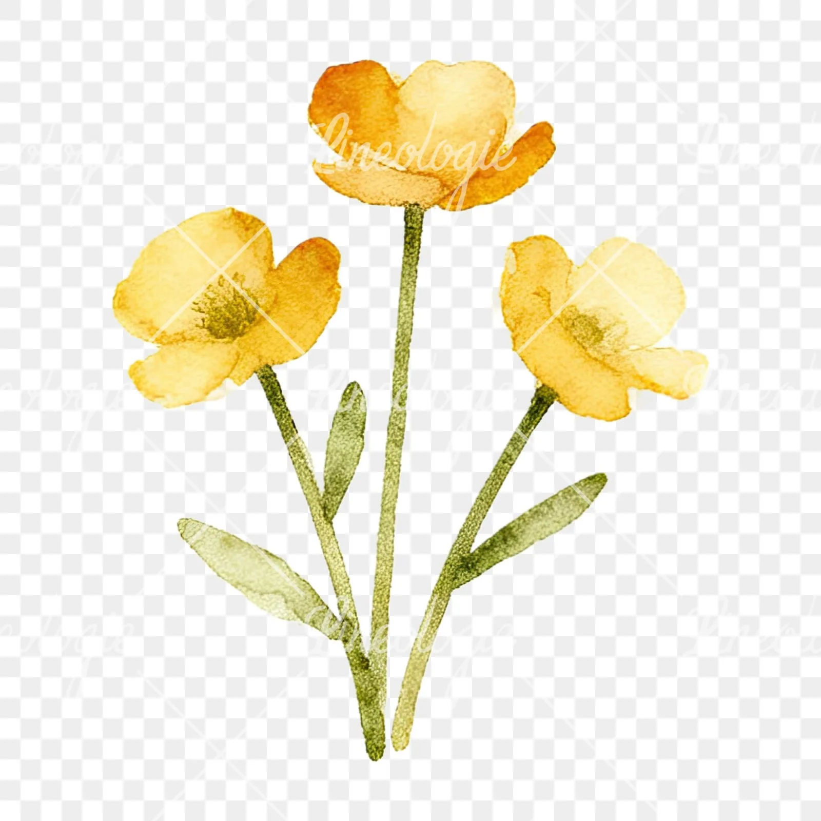 Watercolor summer meadow flower mix clipart 20 of 20 on a transparent background (PNG)