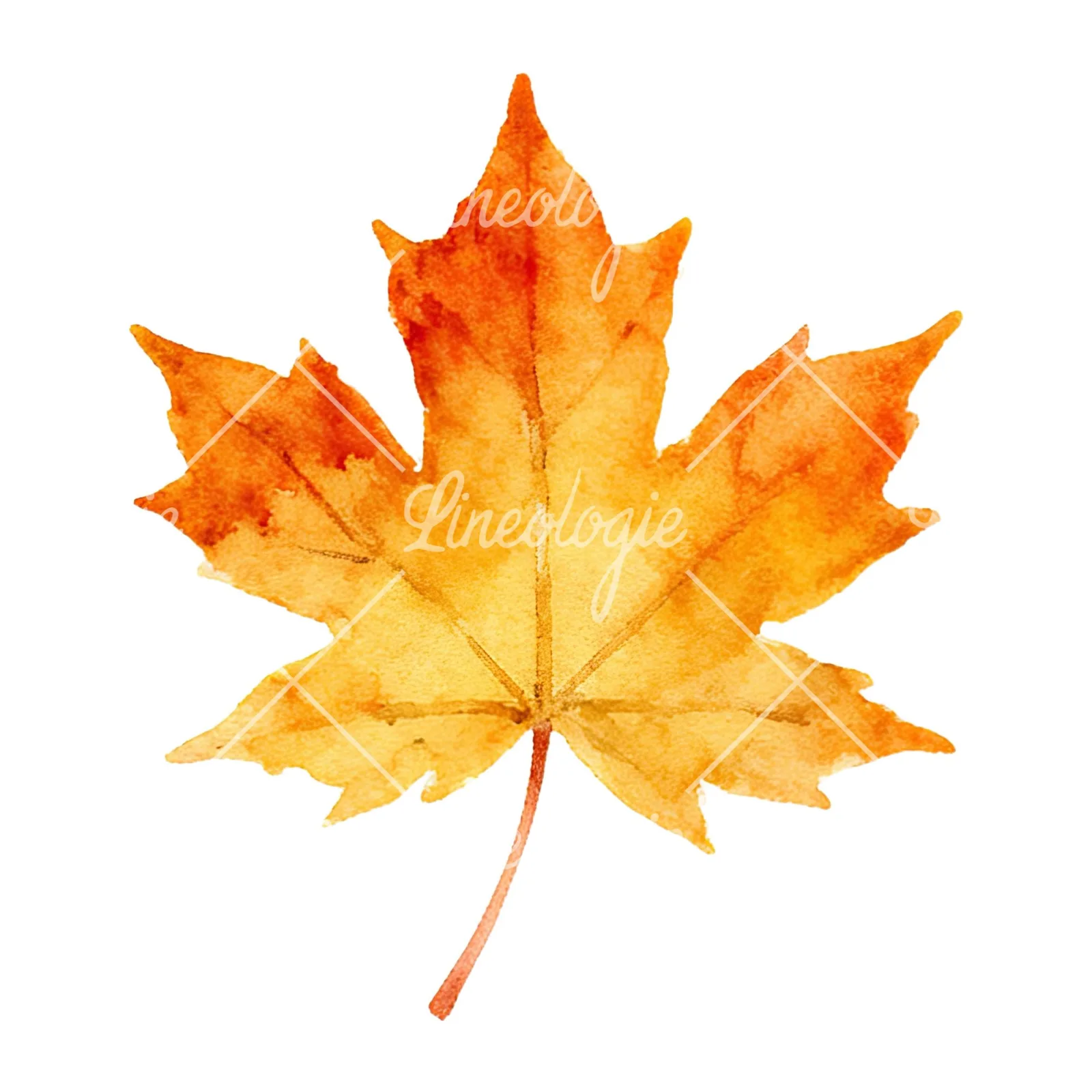Watercolor autumn leaf with clusters clipart 1 of 16 on a white background (JPG)