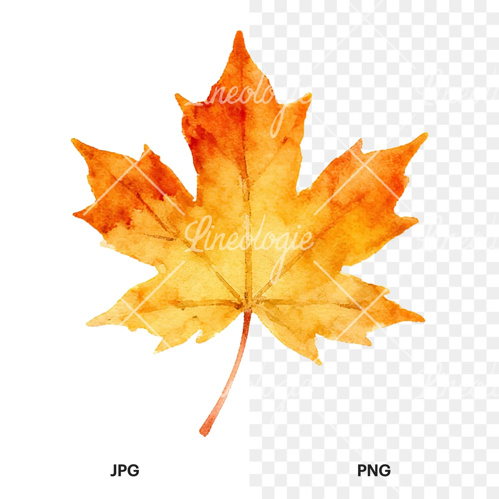 Watercolor autumn leaf with clusters clipart 1 of 16, as a JPG on white and a transparent PNG