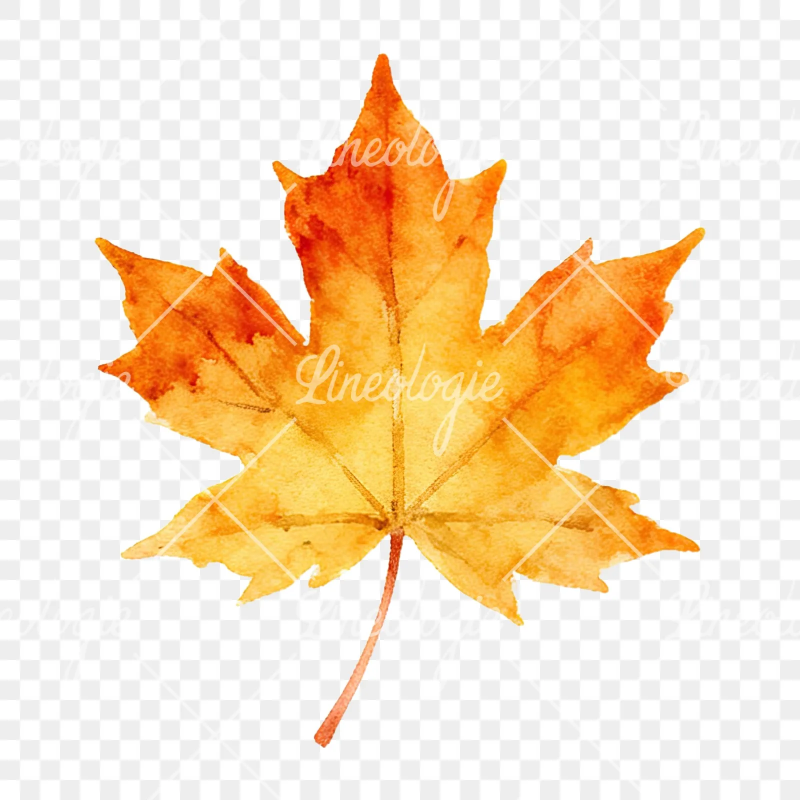 Watercolor autumn leaf with clusters clipart 1 of 16 on a transparent background (PNG)