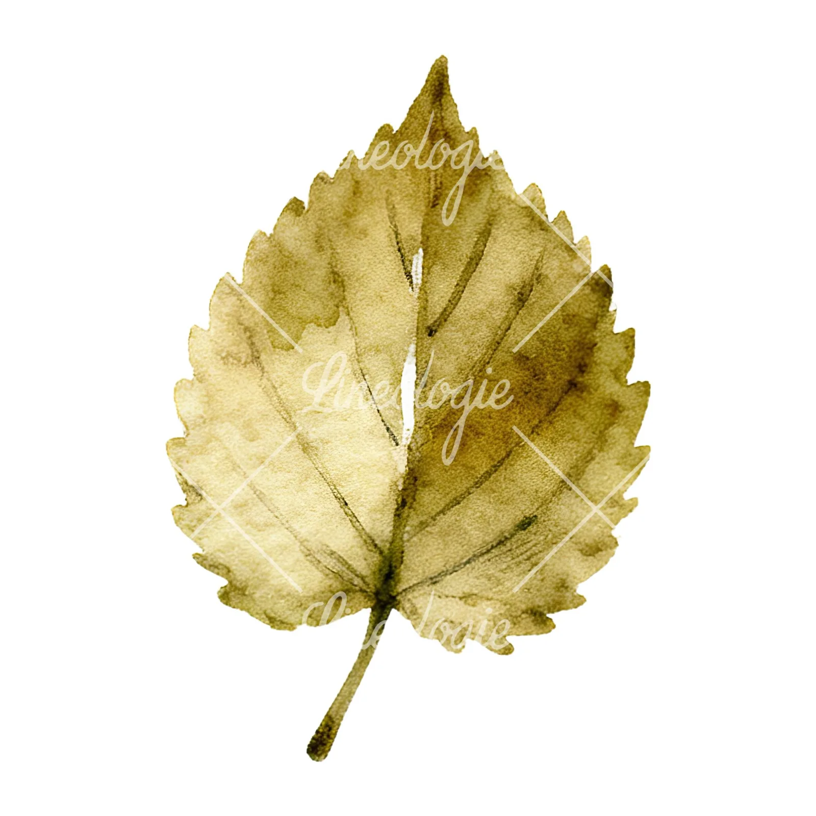 Watercolor autumn leaf with clusters clipart 2 of 16 on a white background (JPG)
