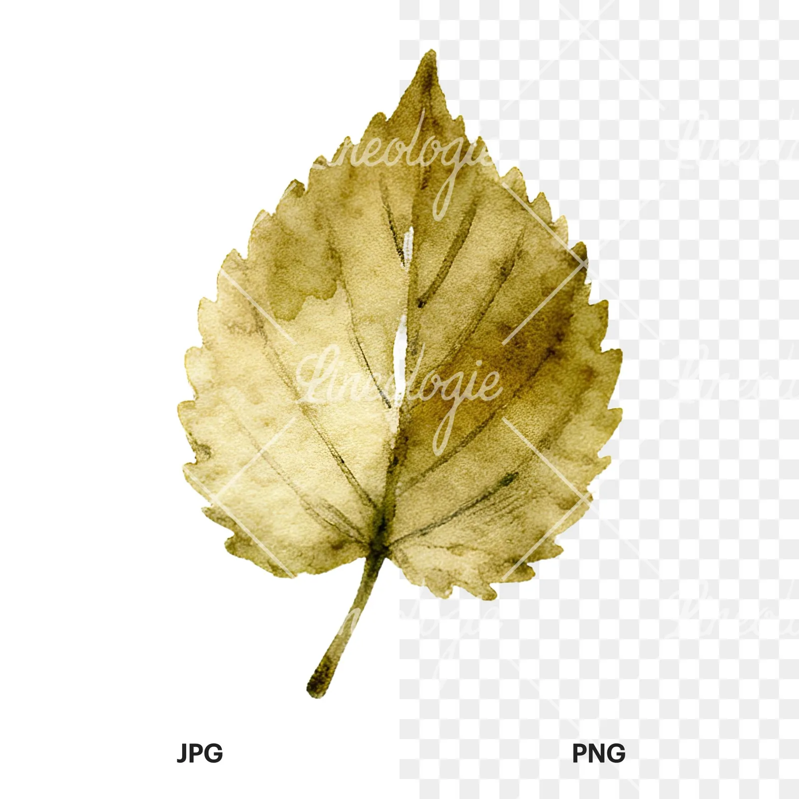Watercolor autumn leaf with clusters clipart 2 of 16, as a JPG on white and a transparent PNG