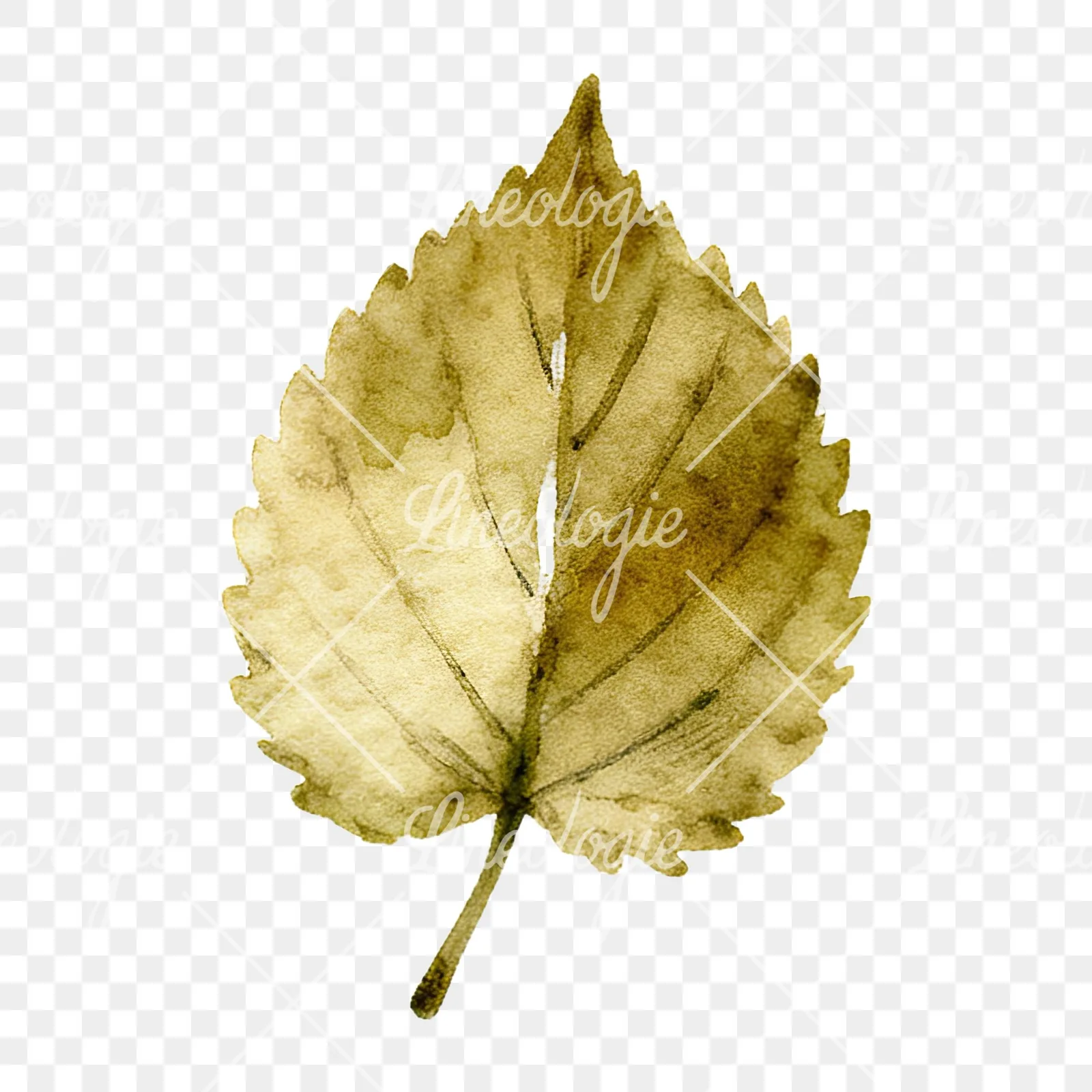 Watercolor autumn leaf with clusters clipart 2 of 16 on a transparent background (PNG)