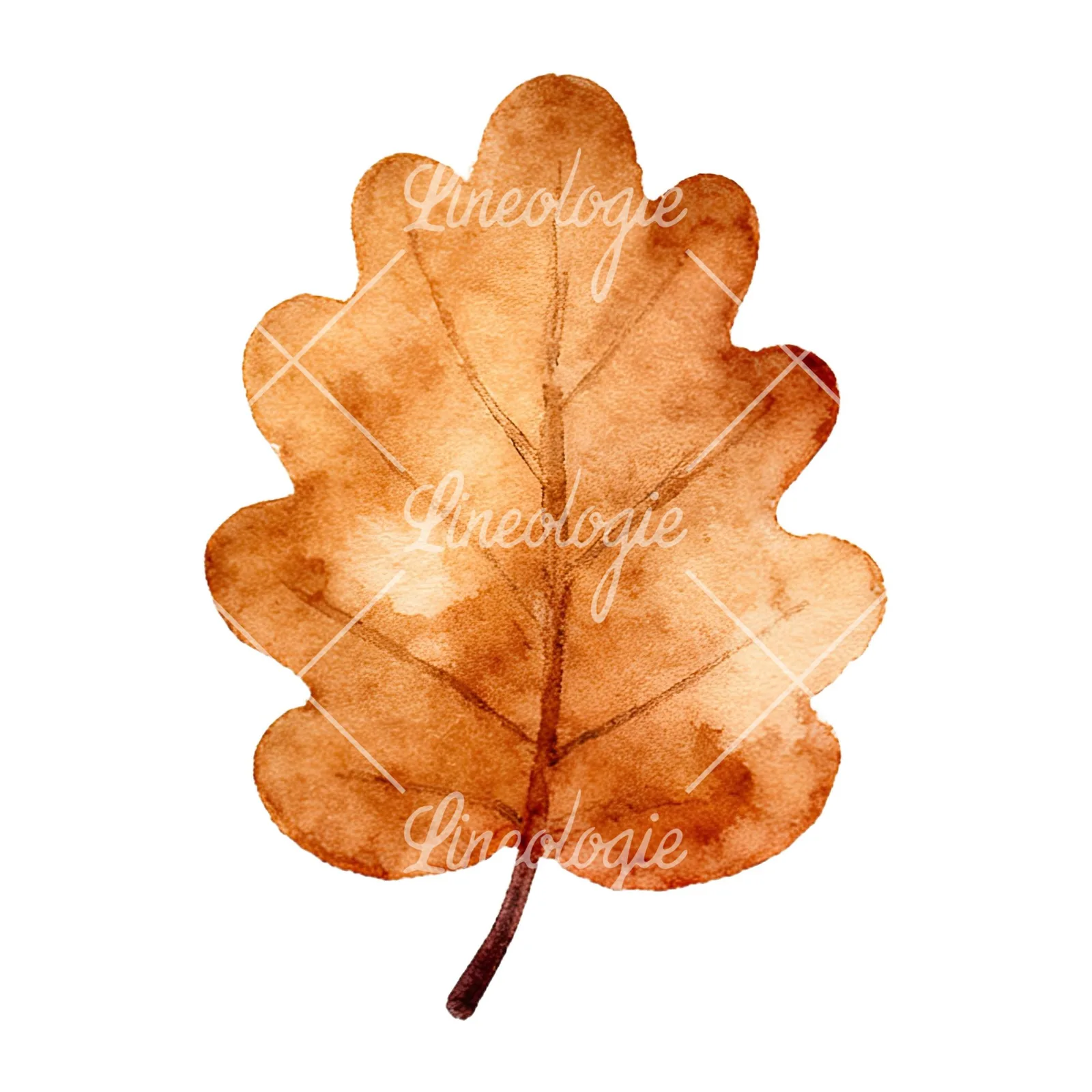 Watercolor autumn leaf with clusters clipart 3 of 16 on a white background (JPG)