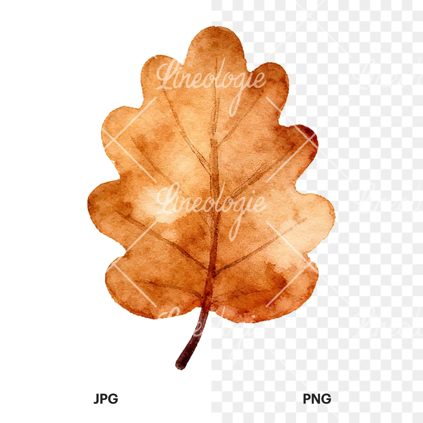 Watercolor autumn leaf with clusters clipart 3 of 16, as a JPG on white and a transparent PNG