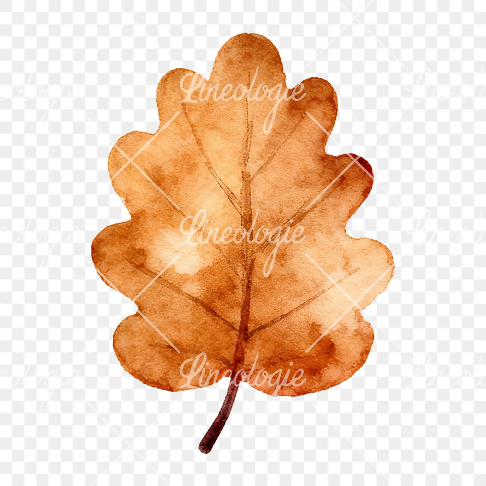 Watercolor autumn leaf with clusters clipart 3 of 16 on a transparent background (PNG)