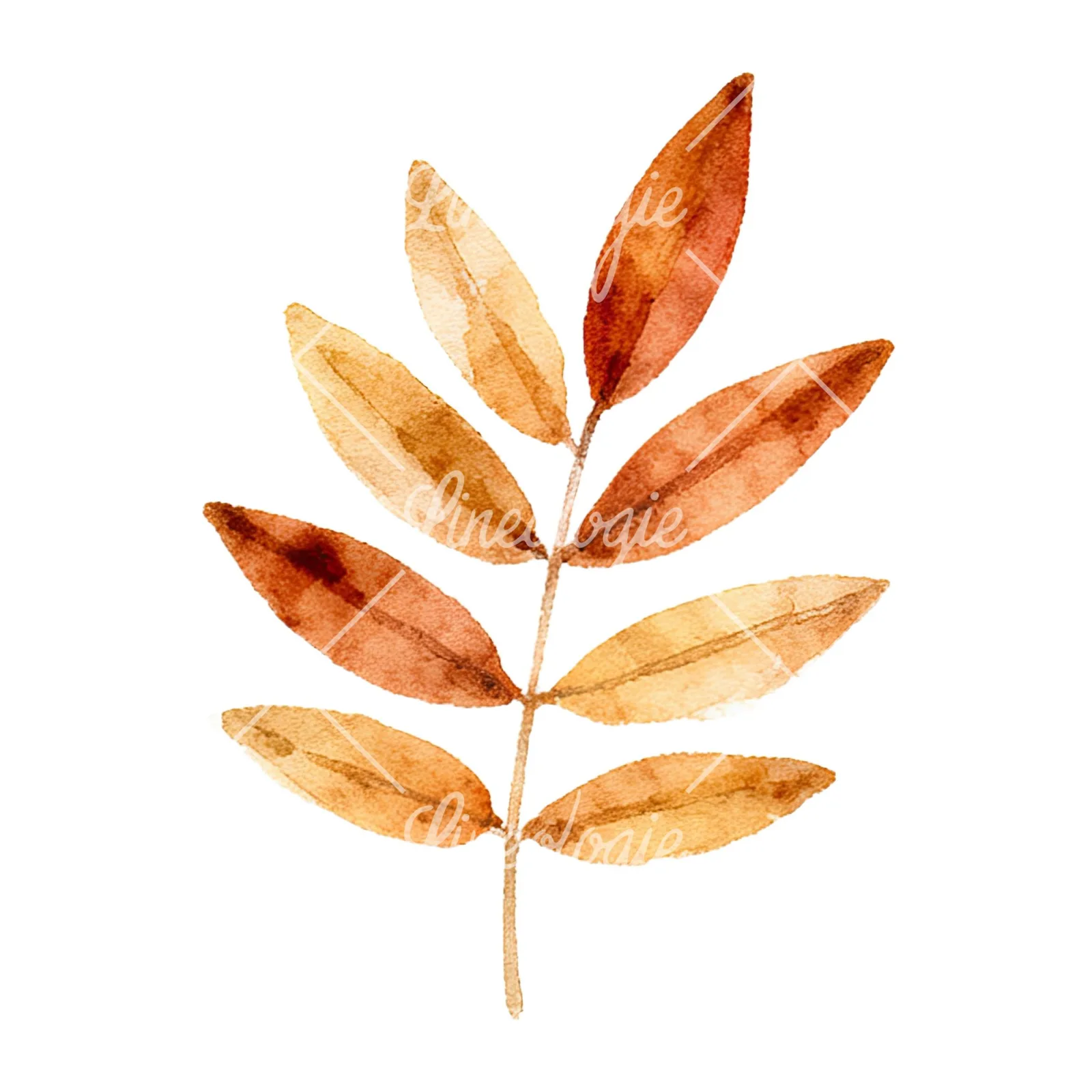 Watercolor autumn leaf with clusters clipart 4 of 16 on a white background (JPG)