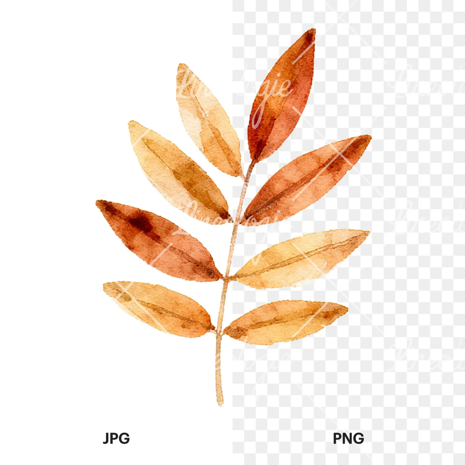 Watercolor autumn leaf with clusters clipart 4 of 16, as a JPG on white and a transparent PNG
